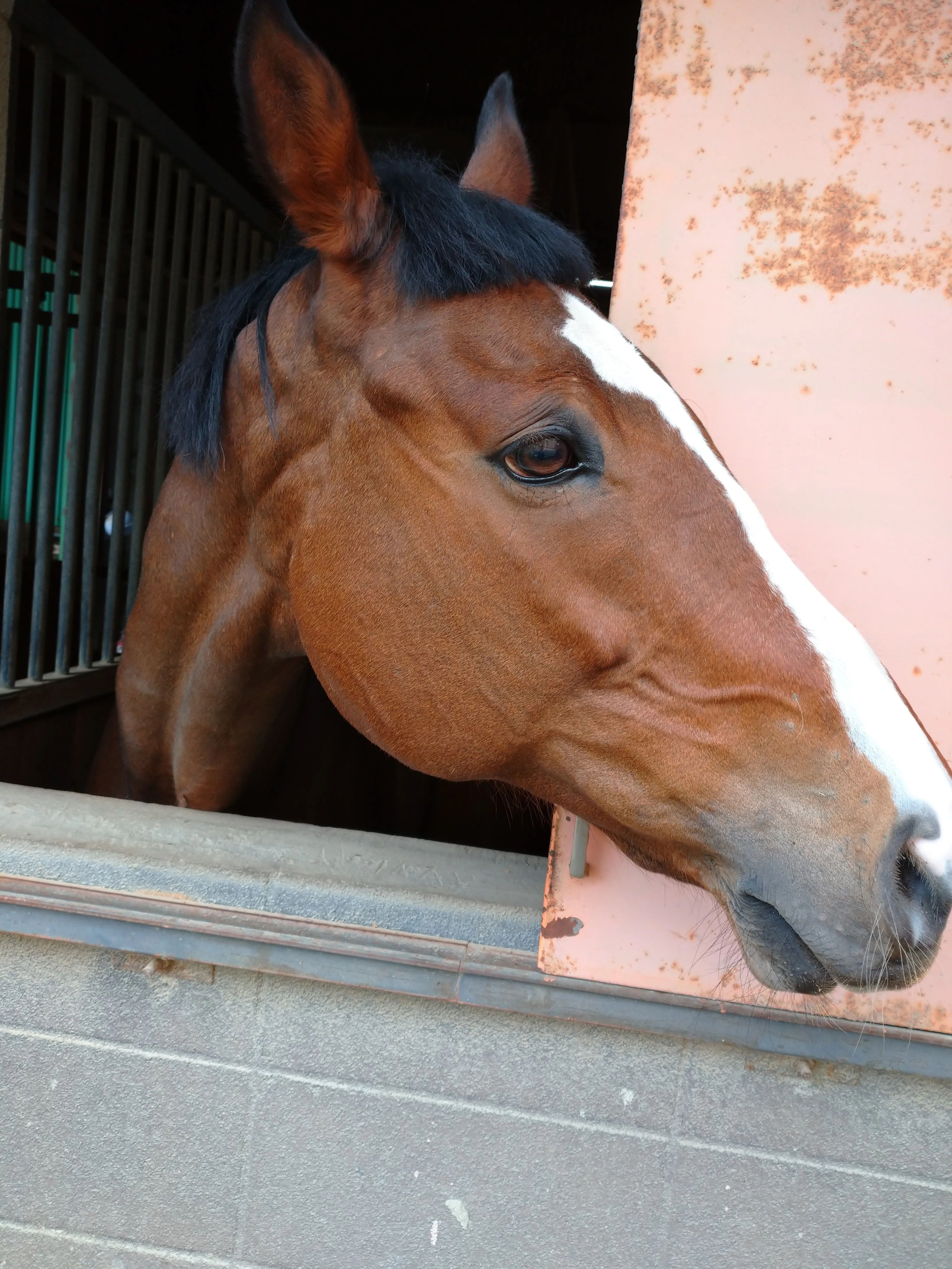 乗馬クラブCRANE(クレイン) 乗馬クラブ クレイン福岡のサムネイル画像 2