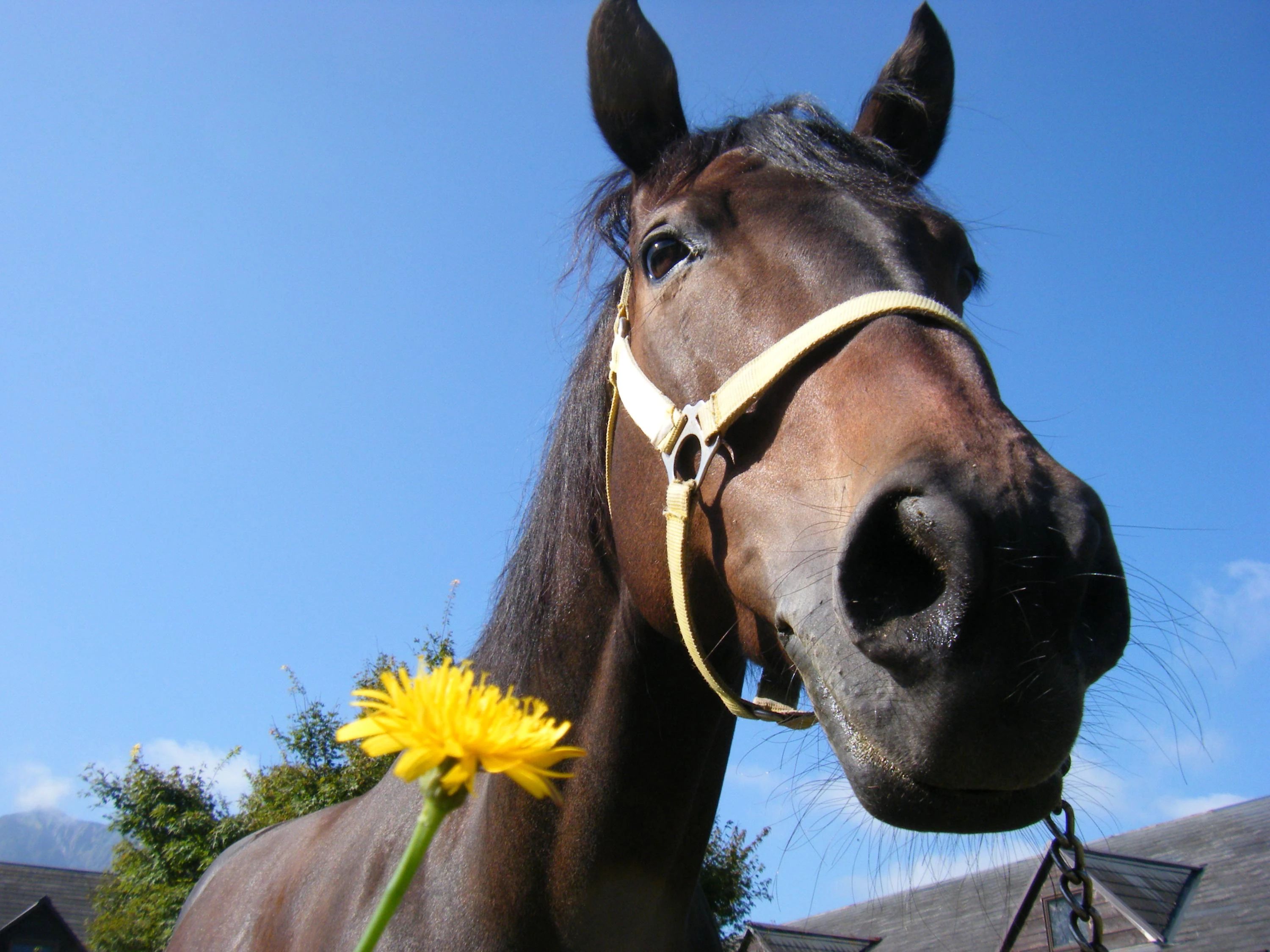 乗馬クラブCRANE(クレイン) 乗馬クラブ クレイン湯布院のサムネイル画像 4