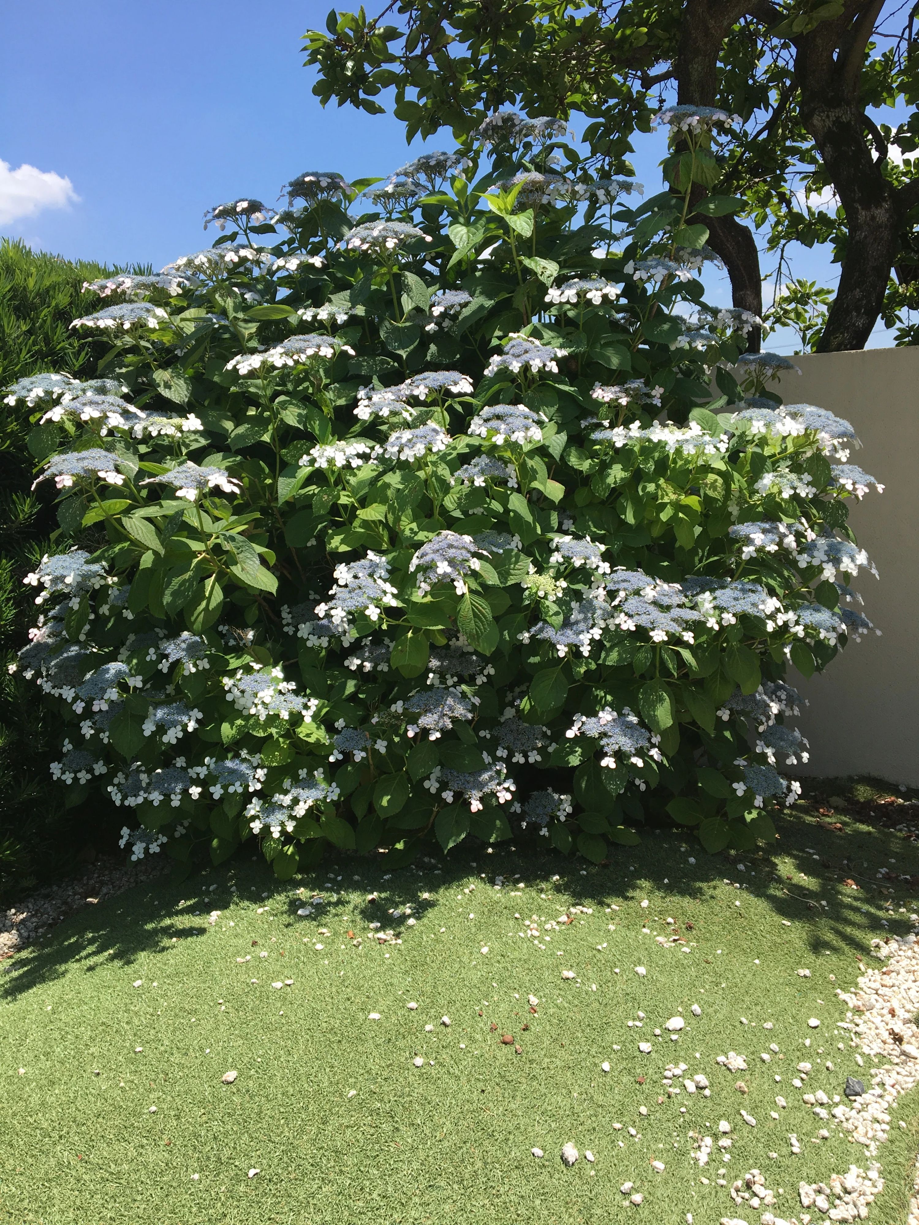 英会話スクールCOISH(コイッシュ) 小牧原教室のサムネイル画像 3