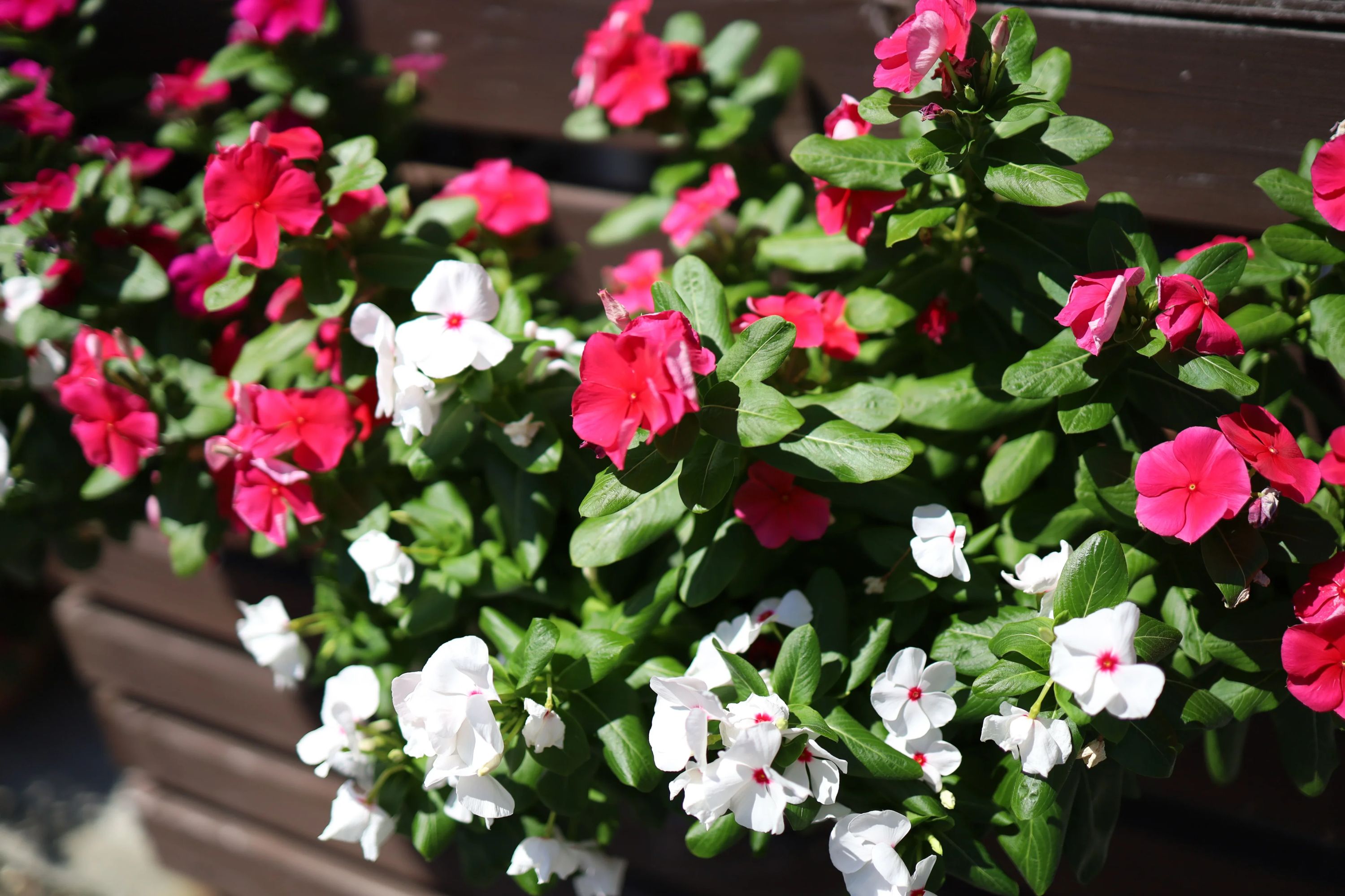 英会話スマイル 中田教室のサムネイル画像 3