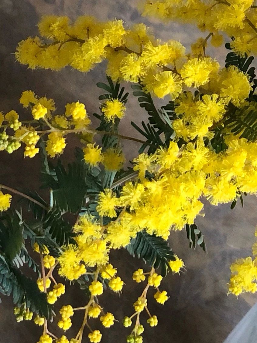 みみコミュニケーション 英語・英会話 熊野教室のサムネイル画像 4