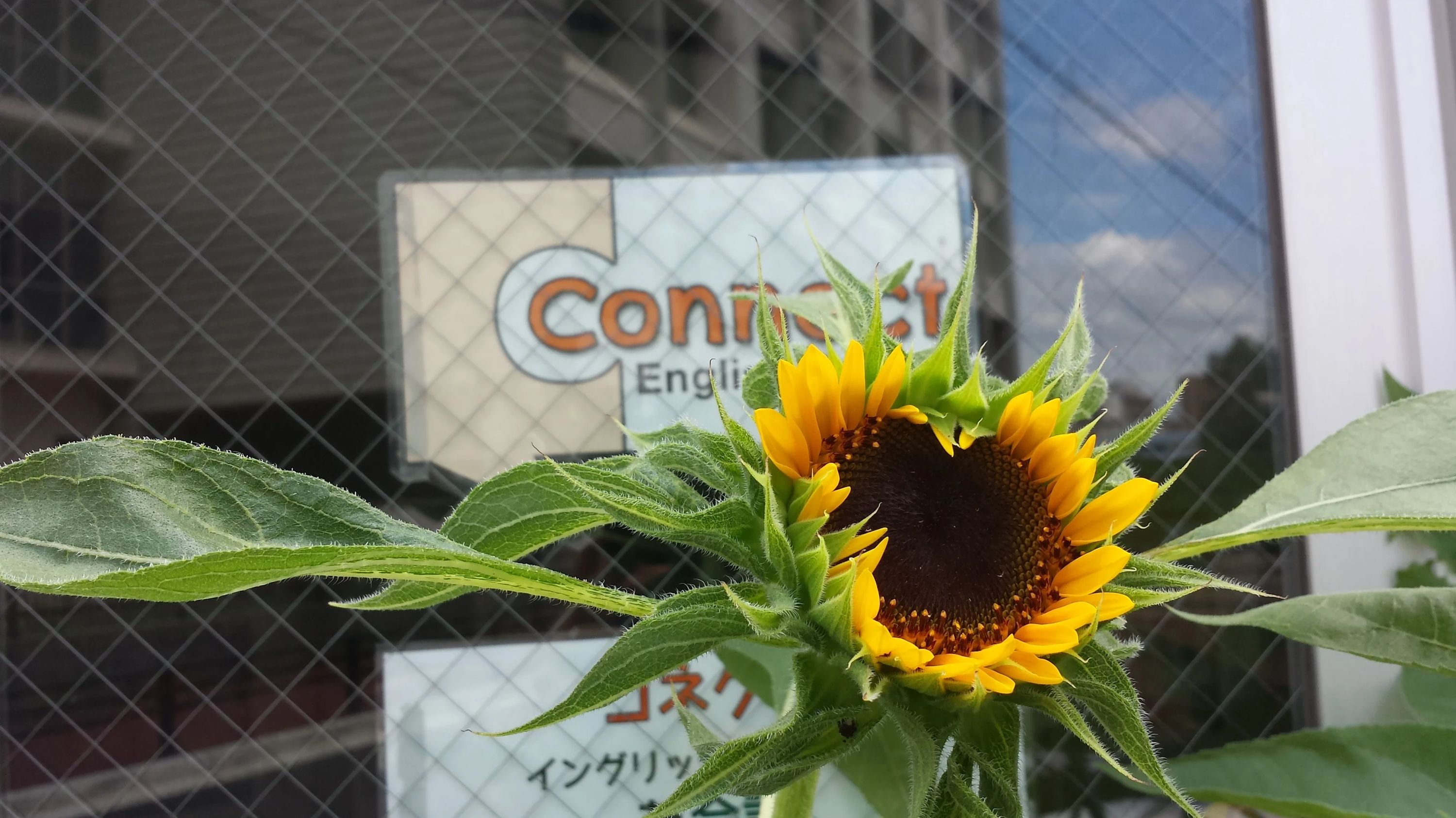 コネクトイングリッシュスクール英会話 美野島教室のサムネイル画像 2