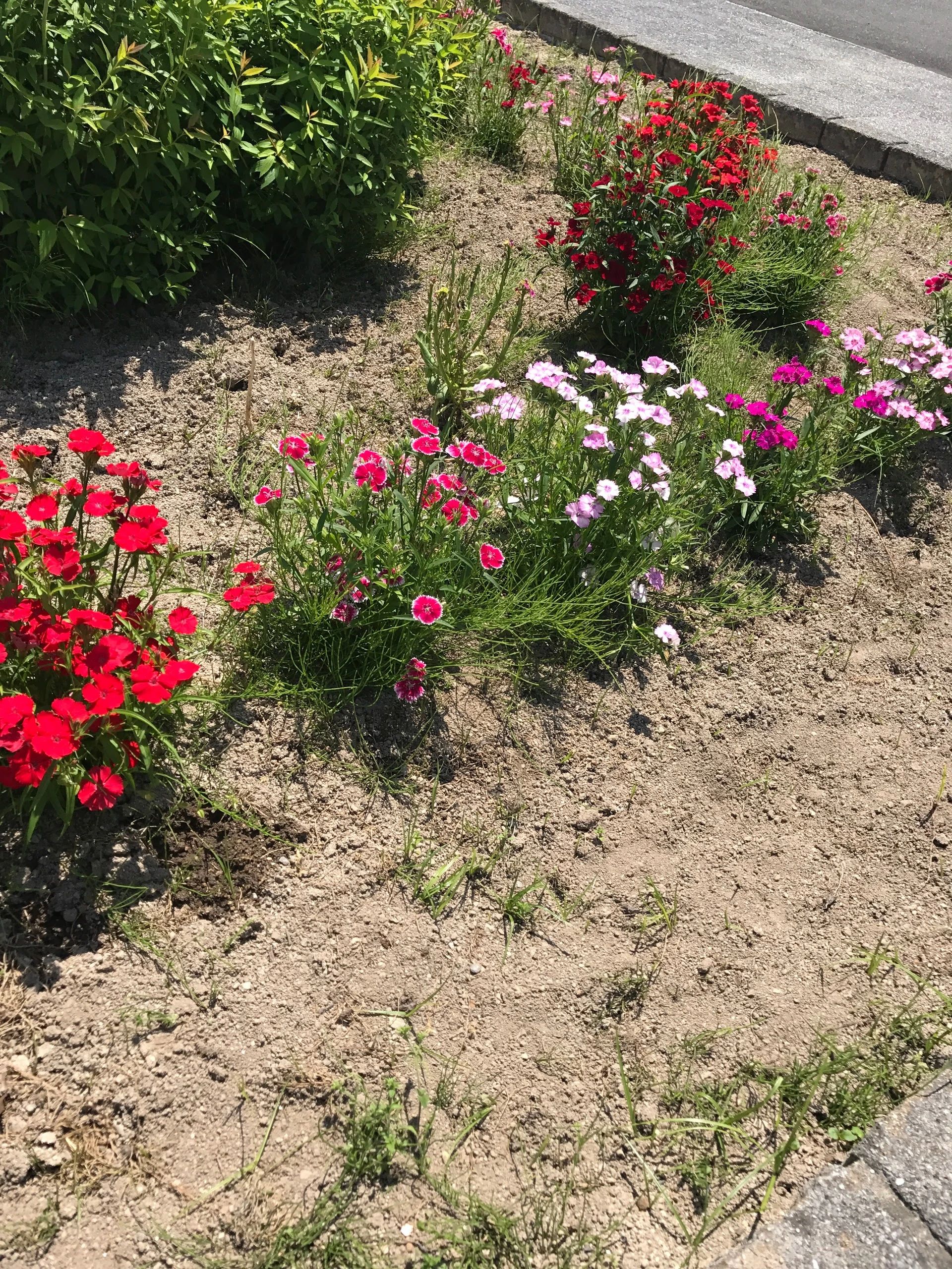 ABCクラブ英語教室 春日教室のサムネイル画像 5