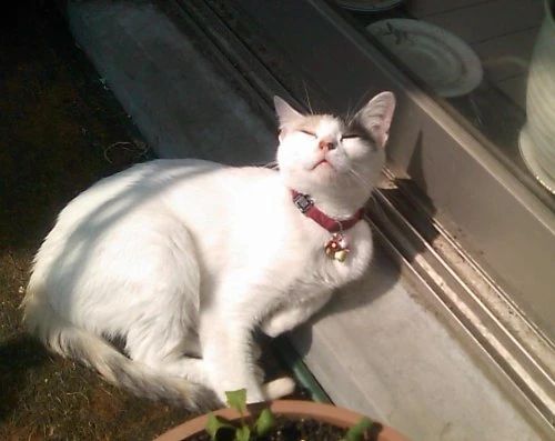 英会話 lls New Zealand Cafe 大名 大名教室のサムネイル画像 4