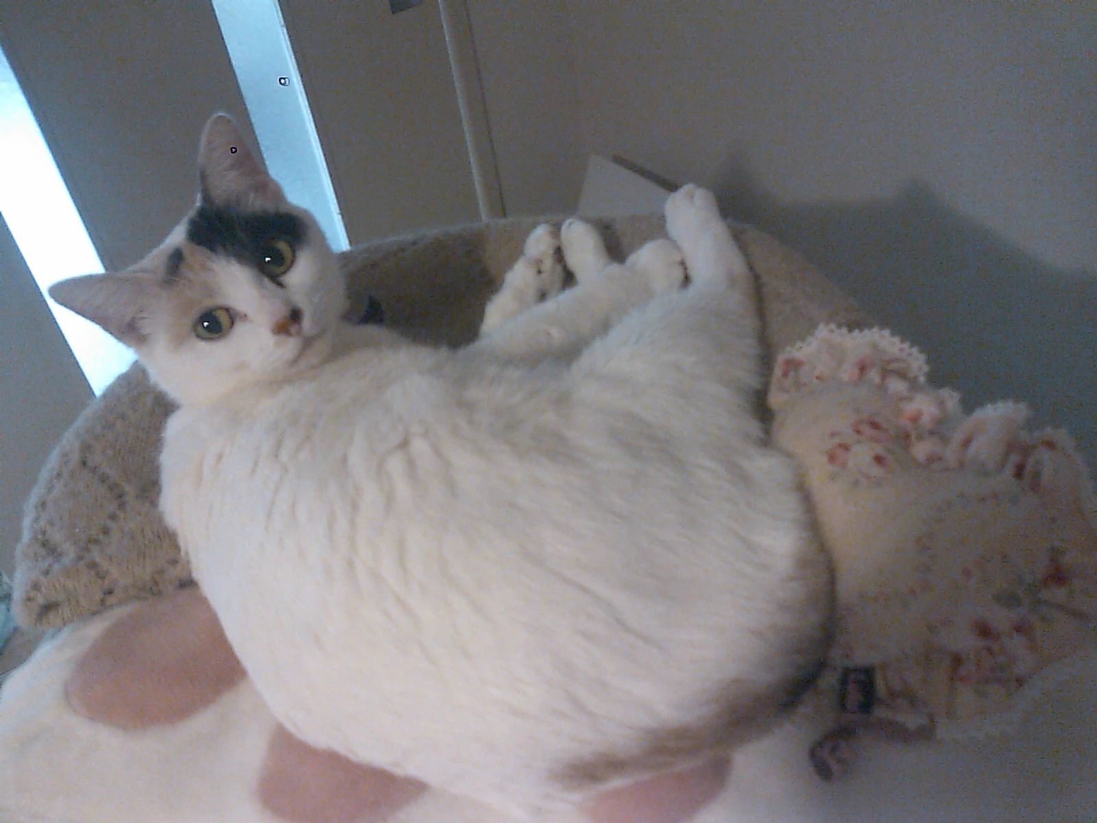 英会話 lls New Zealand Cafe 大名 大名教室のサムネイル画像 5