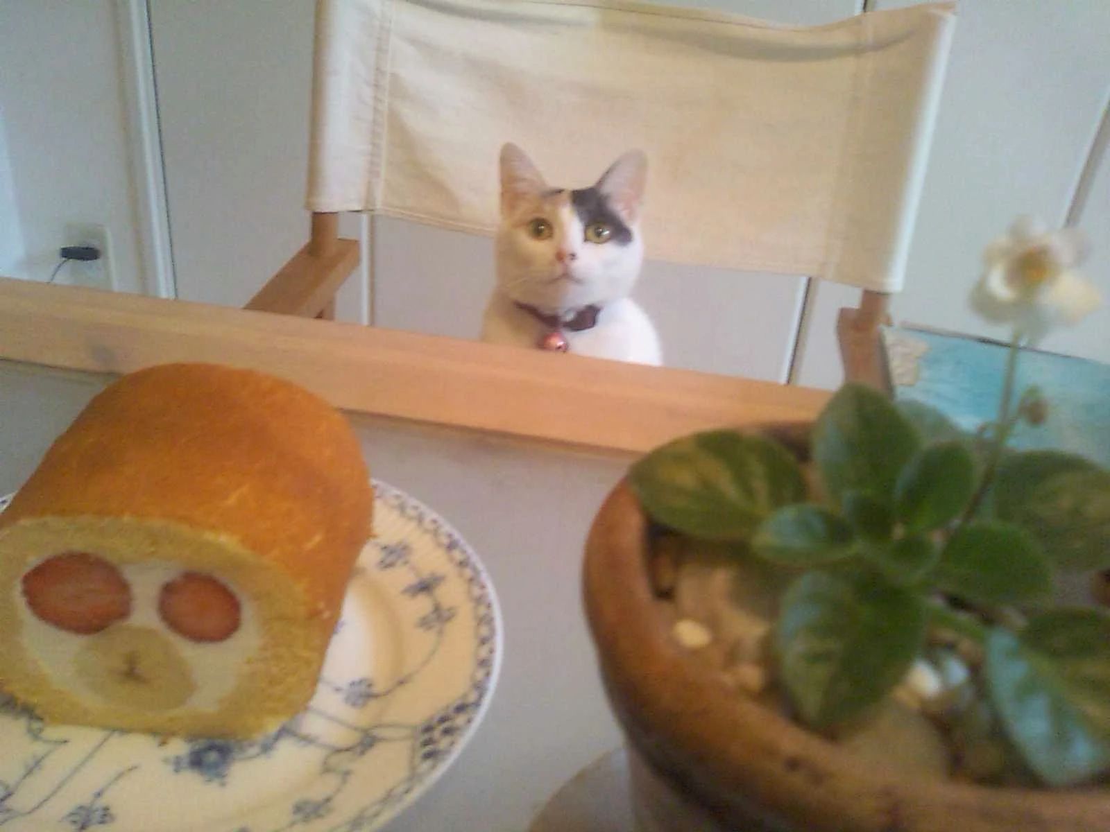 英会話 lls New Zealand Cafe 大名 大名教室のサムネイル画像 5