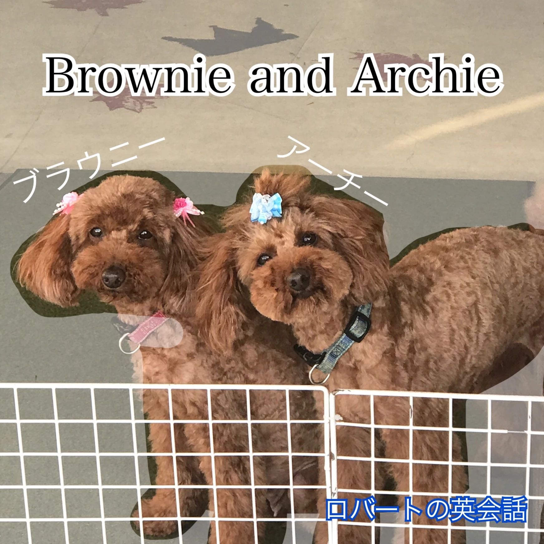 Robert English School(ロバートの英会話) 東本町教室のメイン画像