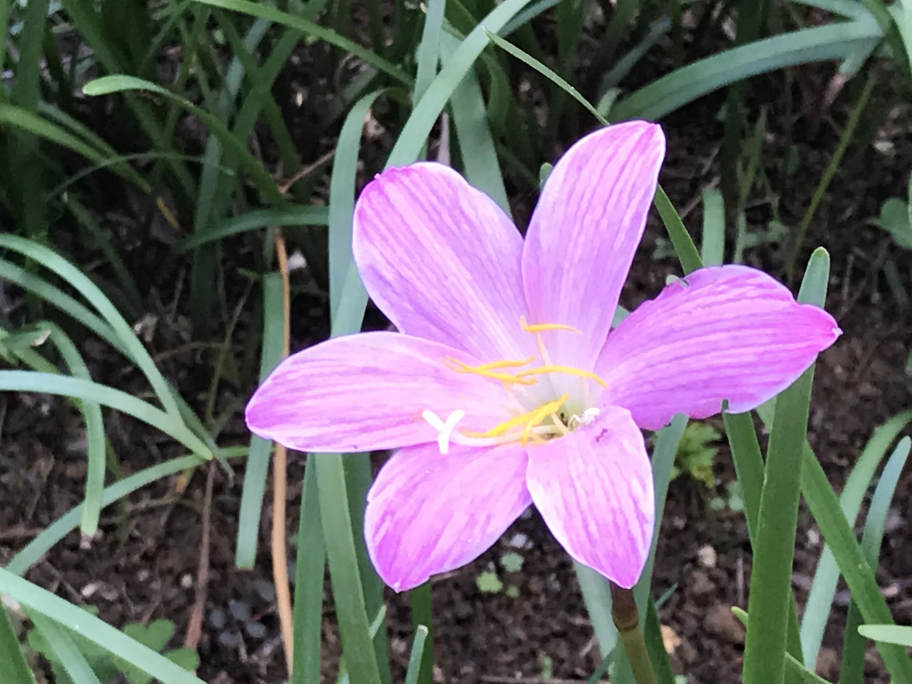 STEP WORLD(ステップワールド) 英語・英会話 宮古島教室のメイン画像