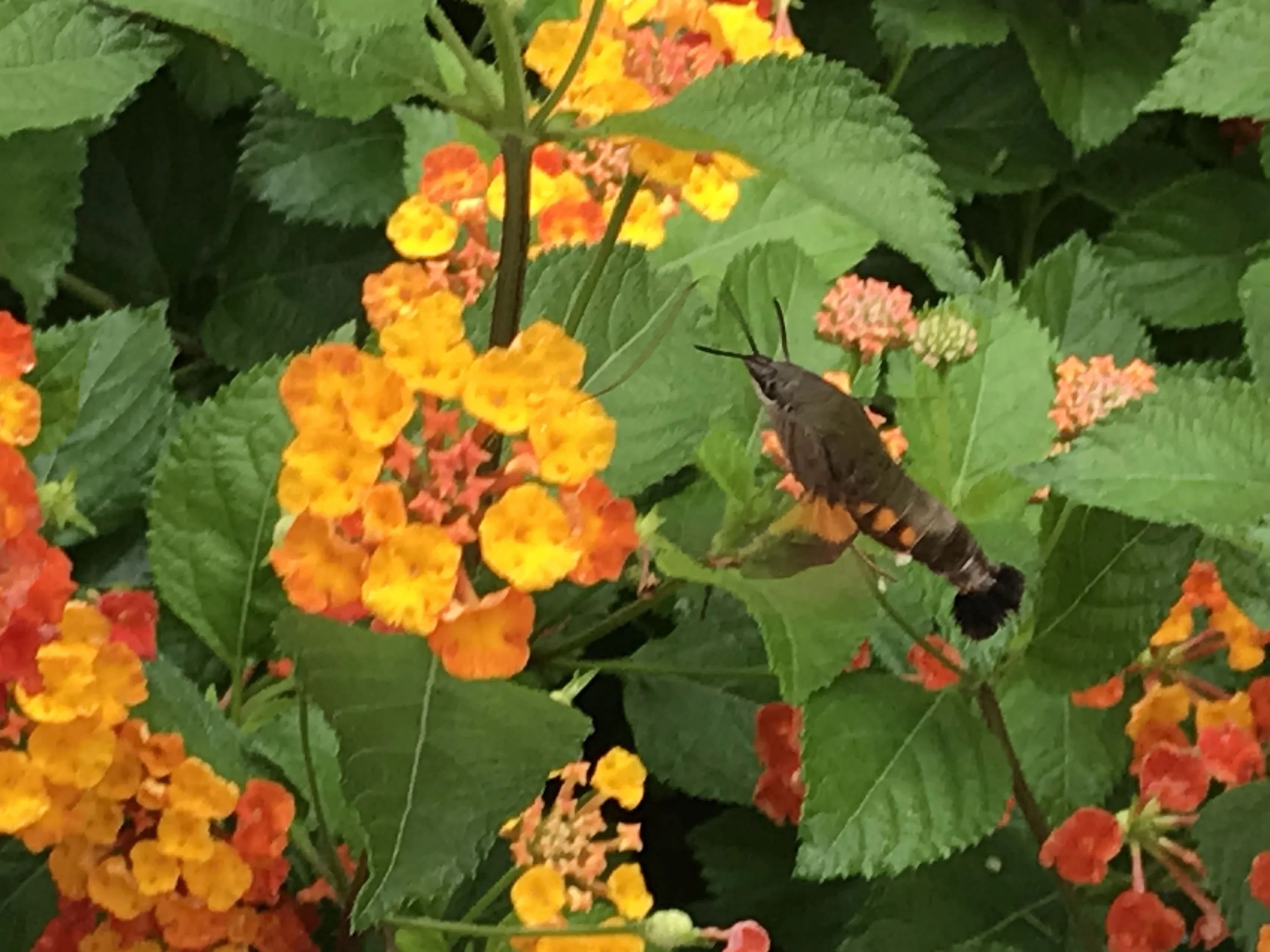 STEP WORLD(ステップワールド) 英語・英会話 宮古島教室のサムネイル画像 2