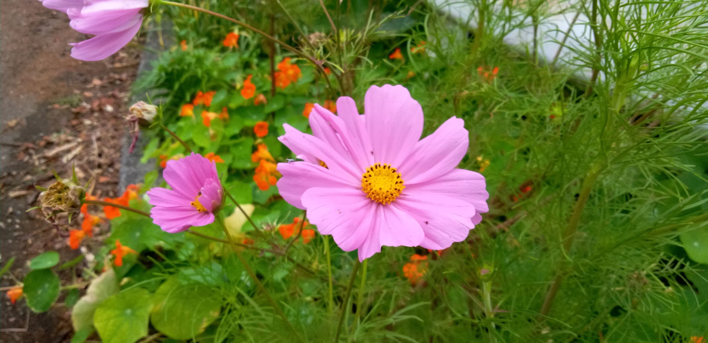 STEP WORLD(ステップワールド) 英語・英会話 宮古島教室のサムネイル画像 3