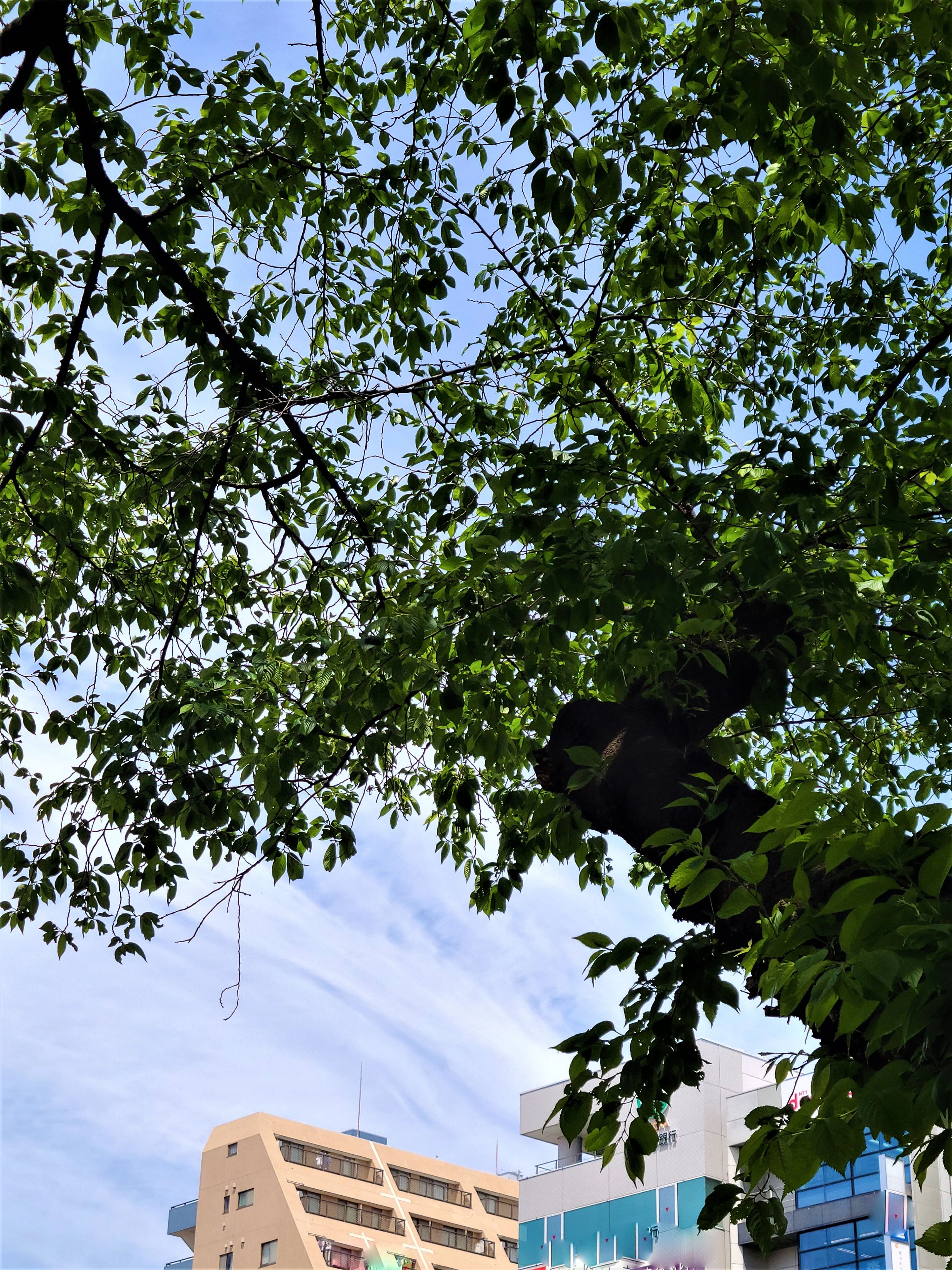 ファインズグループ 国立スクールのサムネイル画像 5