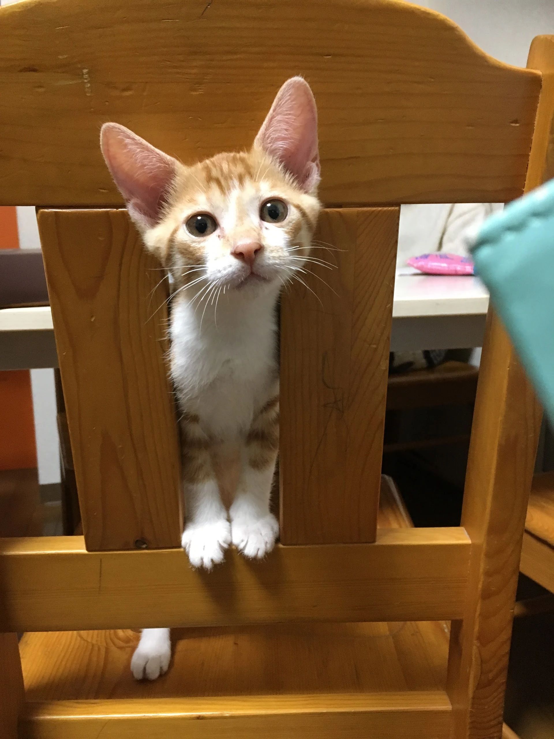 菅原そろばん教室[神奈川県横浜市] センター北教室のサムネイル画像 5