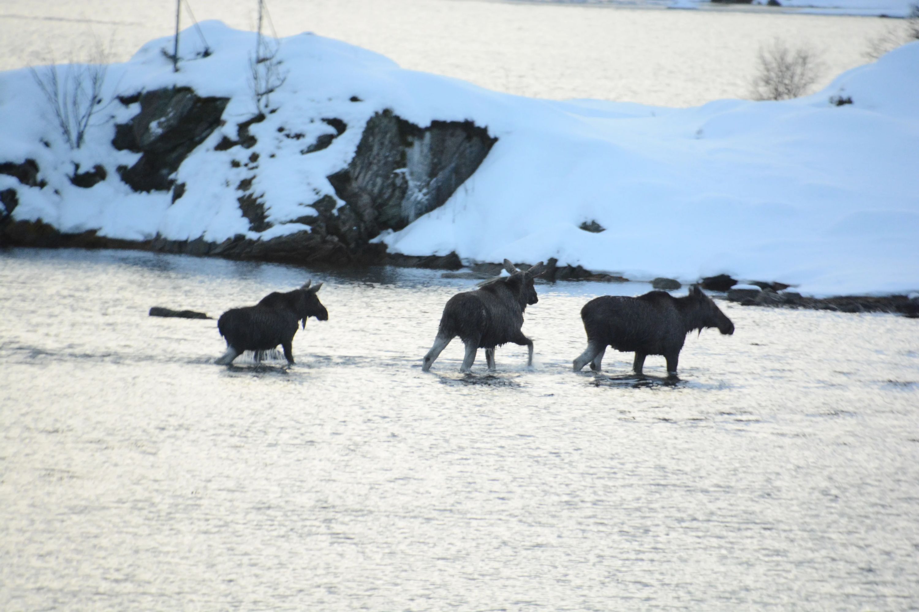 翔雲書道教室 白老町教室のサムネイル画像 5
