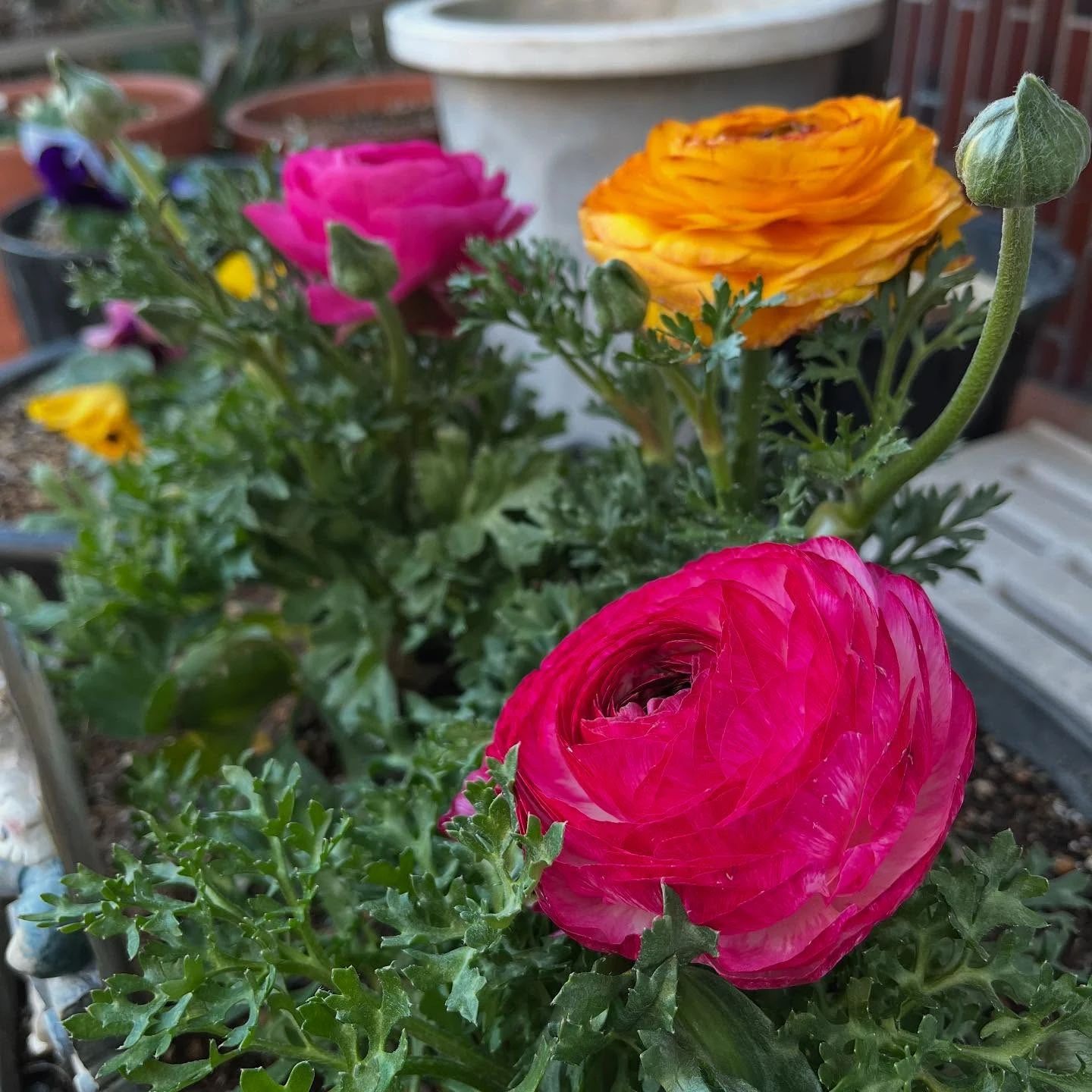 墨點社 習字・書道 浦和すみれ幼稚園教室のサムネイル画像 2