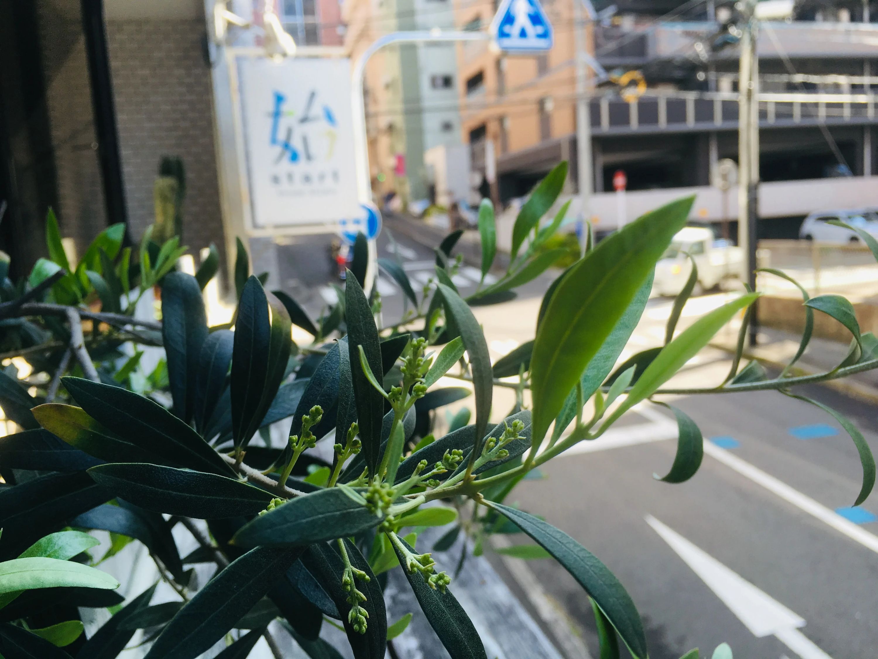 書道スタジオStart 中町書道教室のサムネイル画像 2