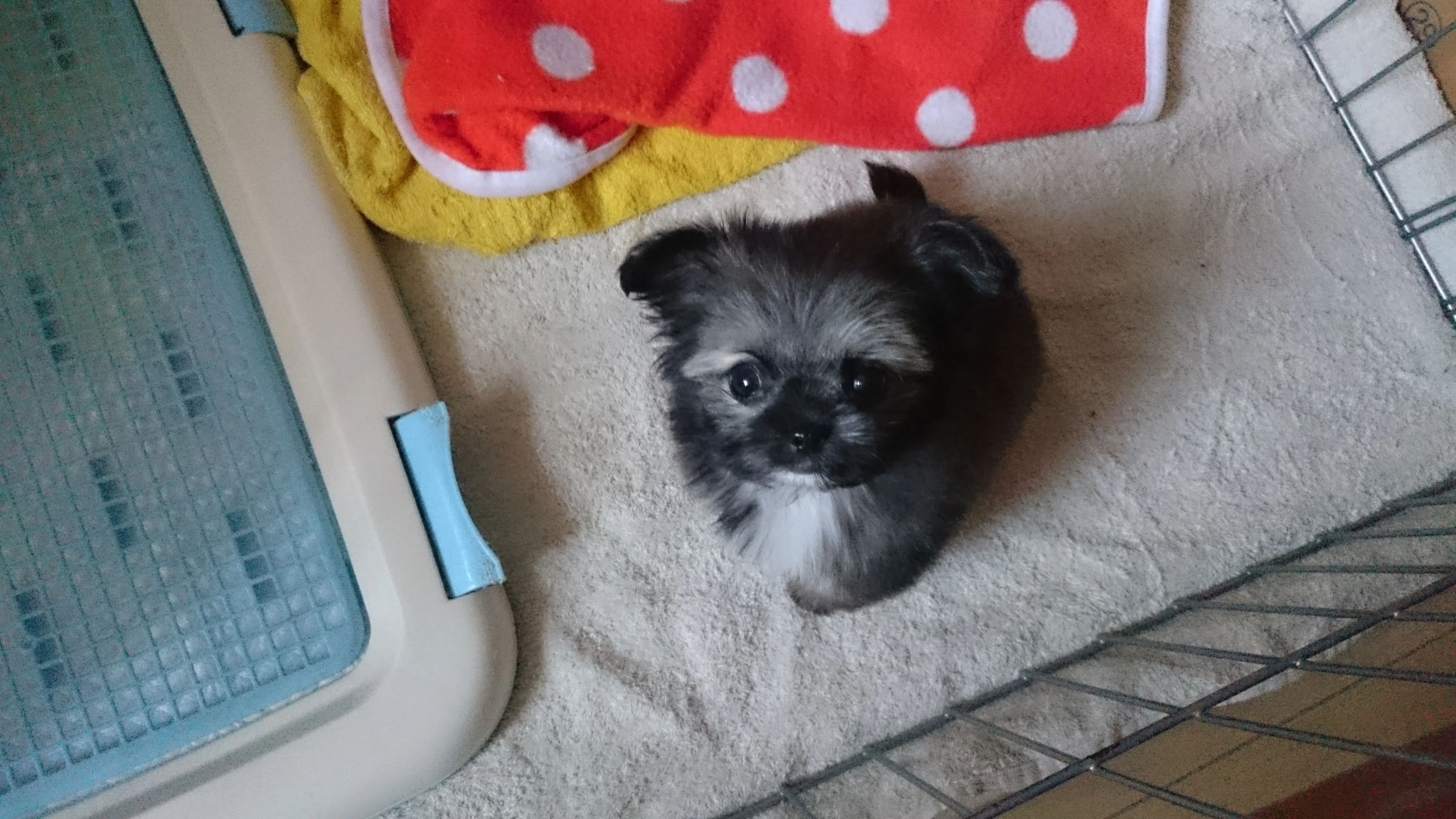 ゆか音楽教室 ピアノ 合浦教室のサムネイル画像 4