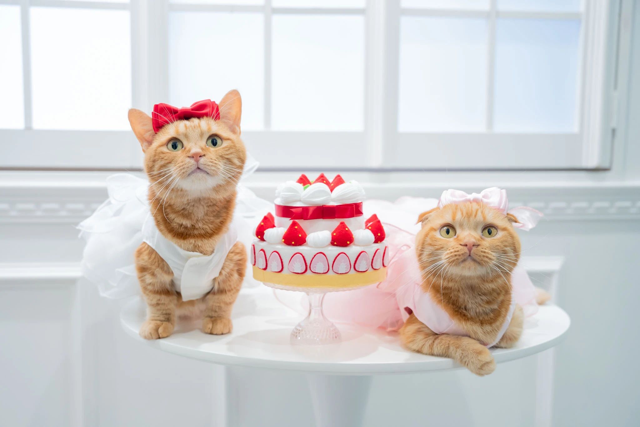 ネコピアノ音楽教室 北砂教室のサムネイル画像 4