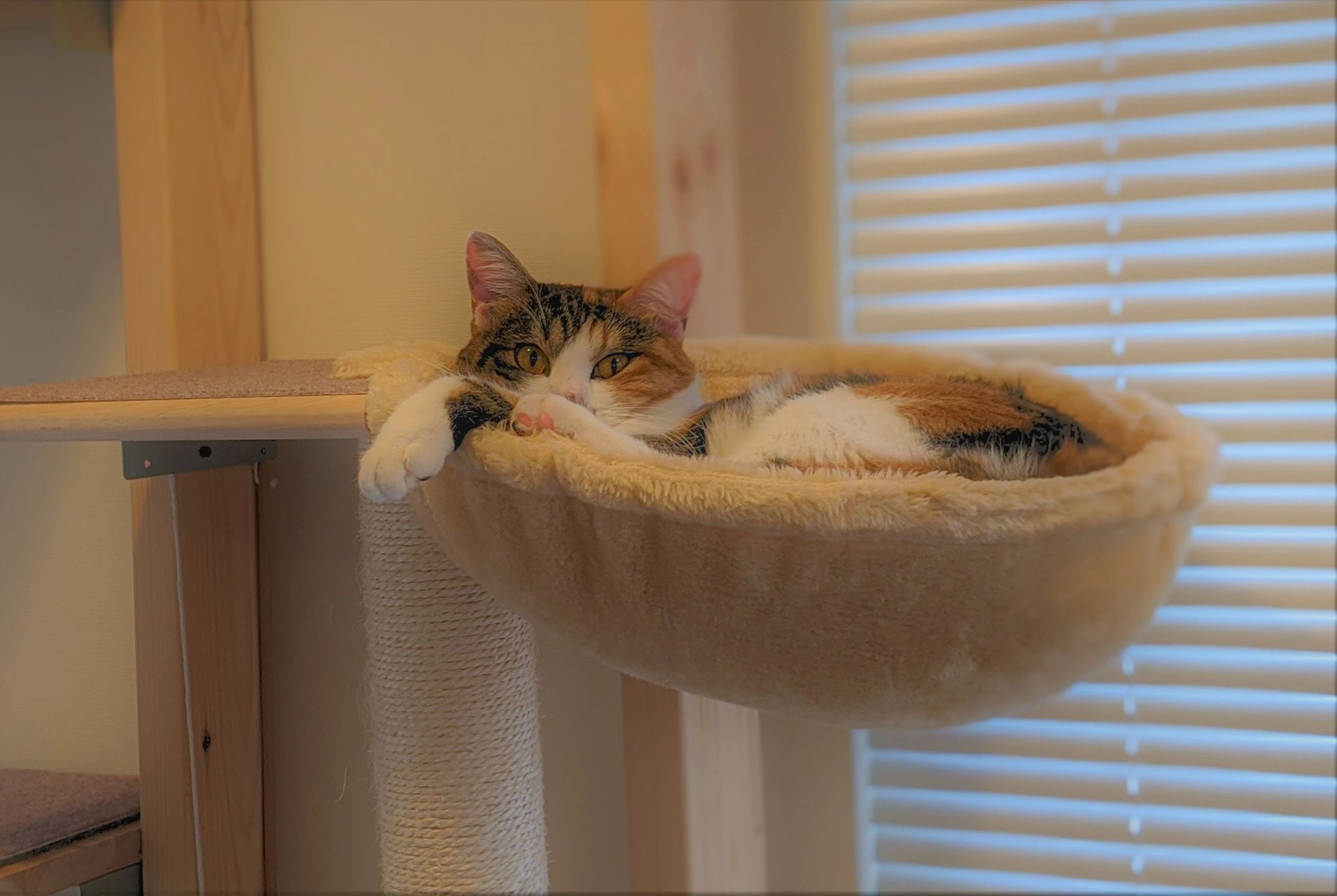 Fluer(フルール) ピアノ 浮間教室のサムネイル画像 2