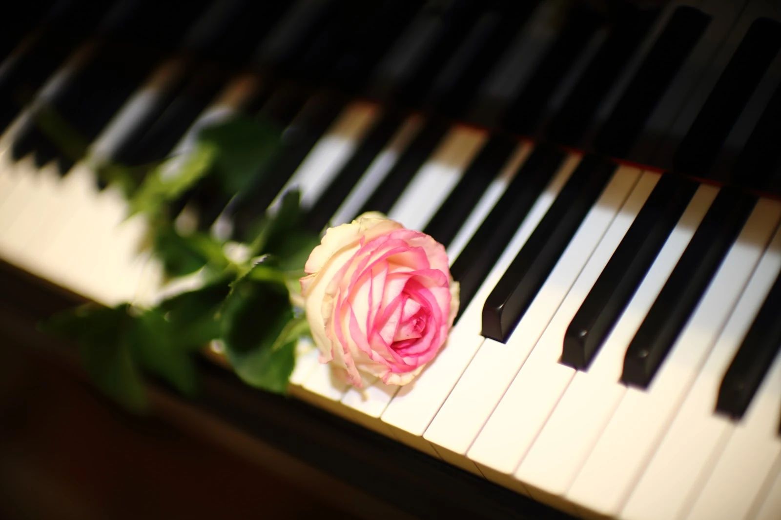 Plumeria(プルメリア) Music School ピアノ 赤坂教室のメイン画像