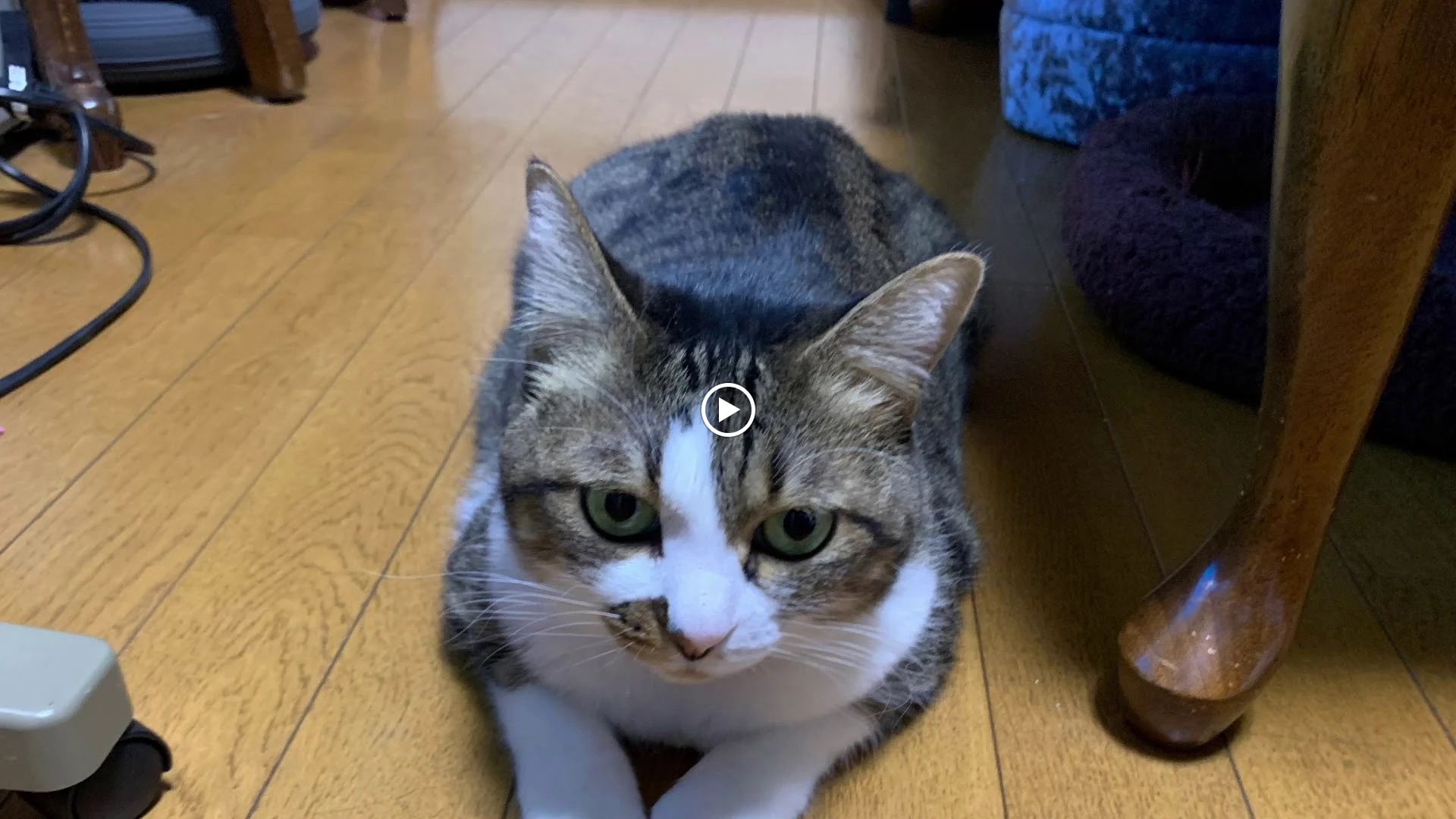 Bell Music(ベルミュージック) ピアノ 秋津町教室のサムネイル画像 5