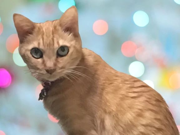 高島ピアノ塾 竜泉教室のサムネイル画像 2