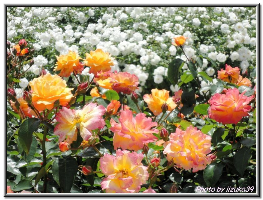 つのゆみこピアノ教室 武蔵野市教室のメイン画像