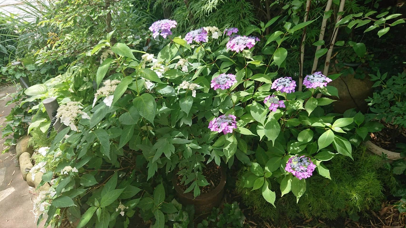 森の音楽教室 ピアノ 大東教室のメイン画像