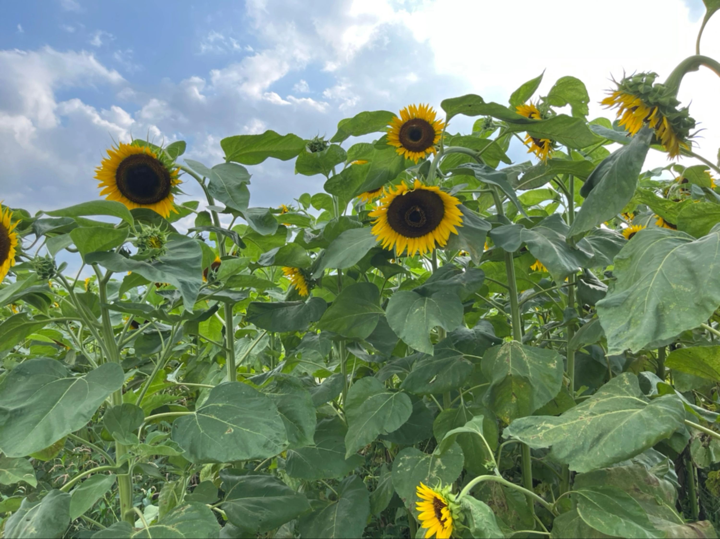 あおきピアノ教室[埼玉県] 杉戸町教室のサムネイル画像 5