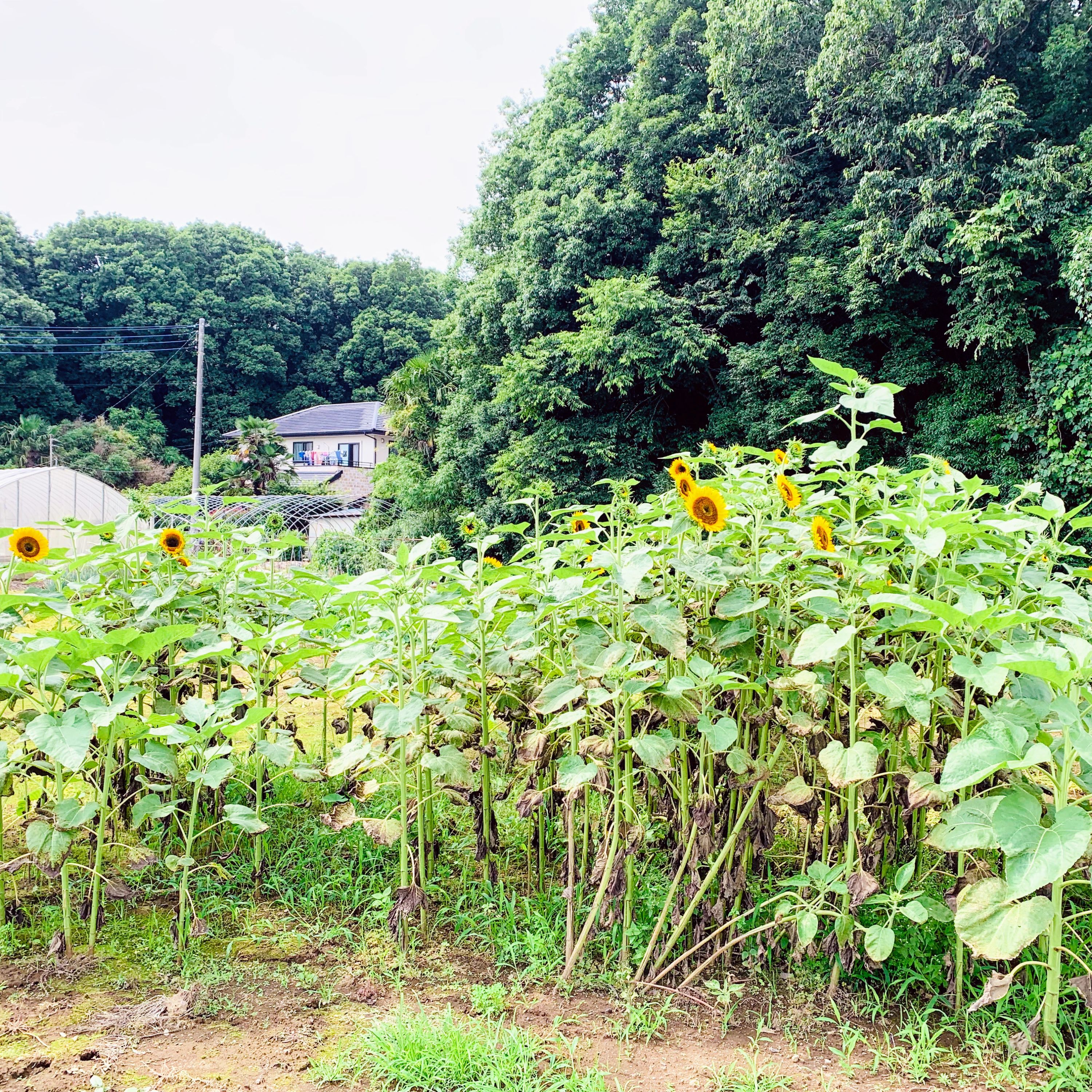 あおきピアノ教室 木野川教室のサムネイル画像 3