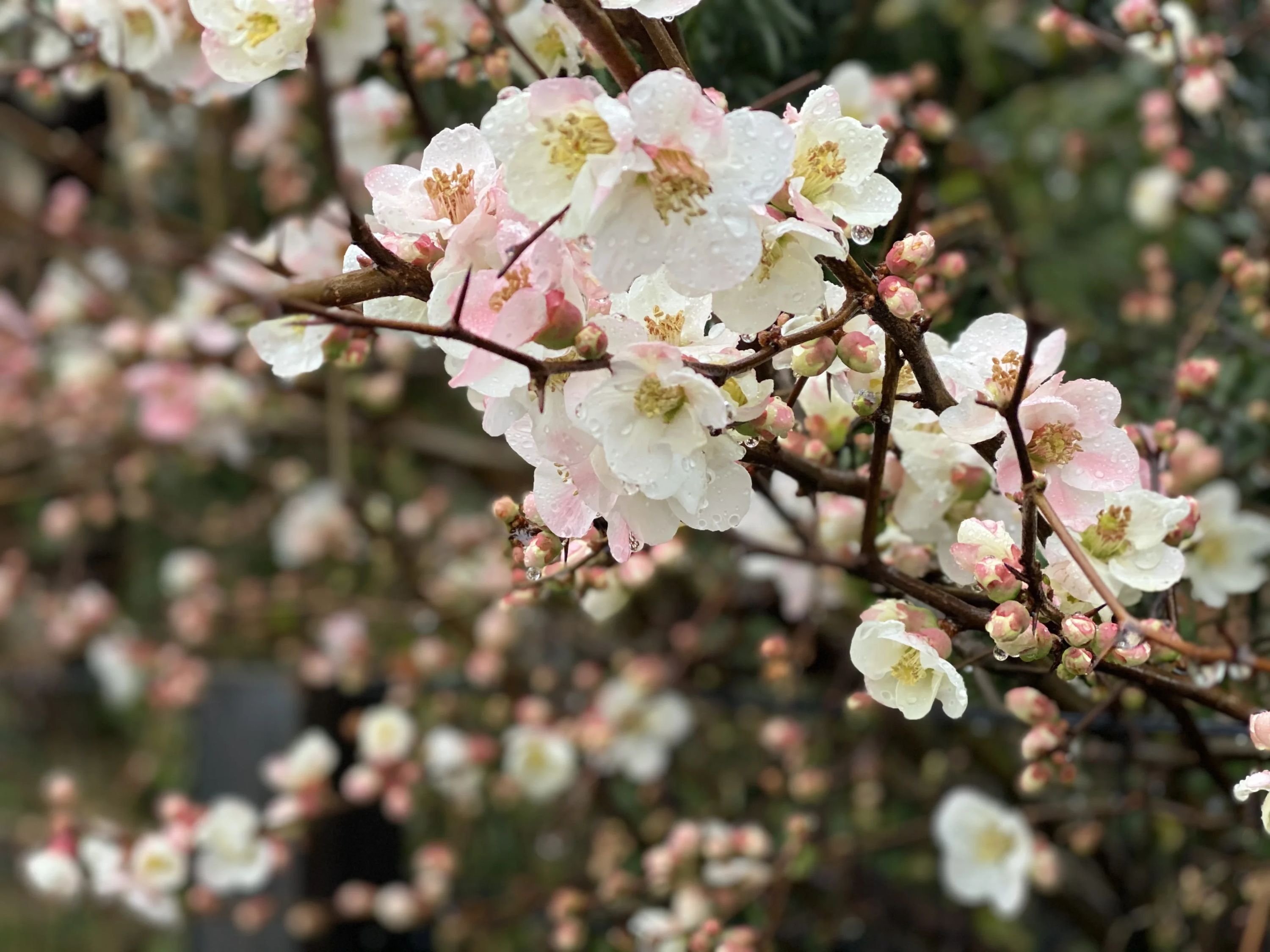 ヒロコピアノ教室 南浦和教室のサムネイル画像 3