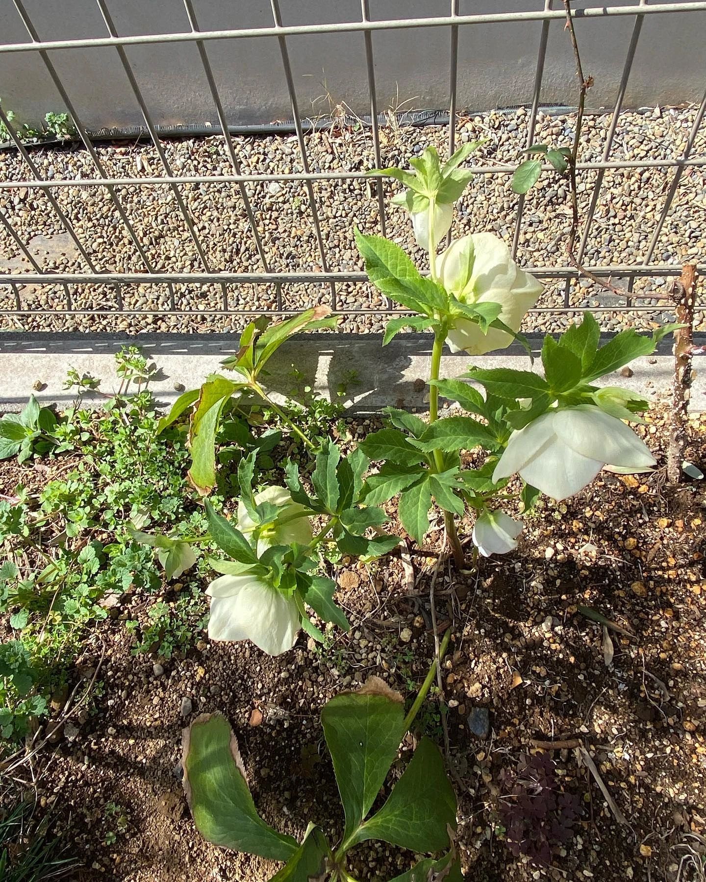 ピアノ教室ぽこあぽこ 市川教室のメイン画像