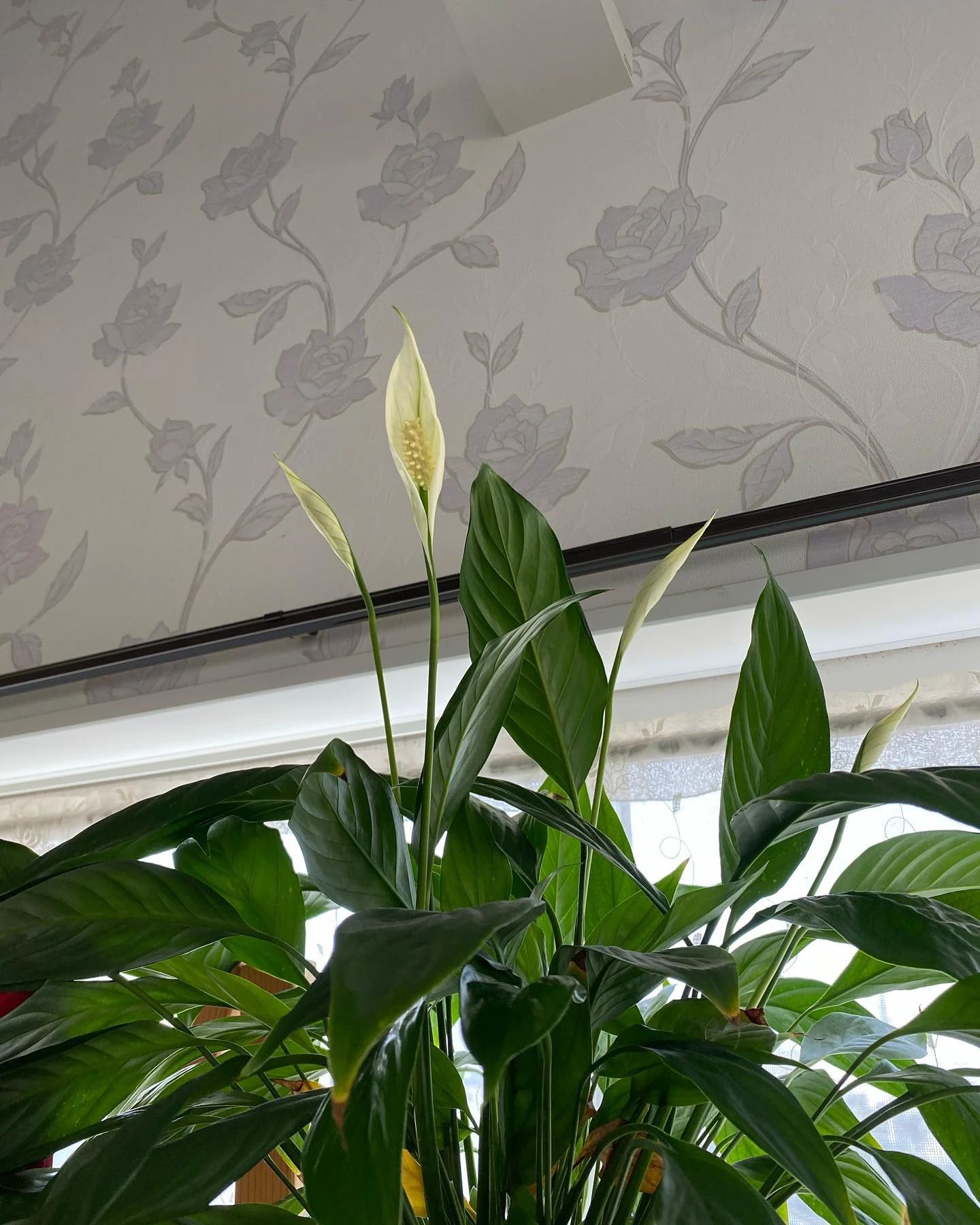 ピアノ教室ぽこあぽこ 市川教室のサムネイル画像 2