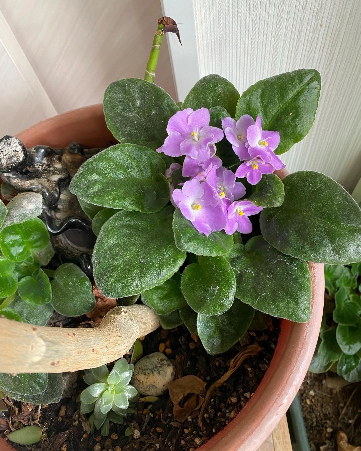 ピアノ教室ぽこあぽこ 市川教室のサムネイル画像 5