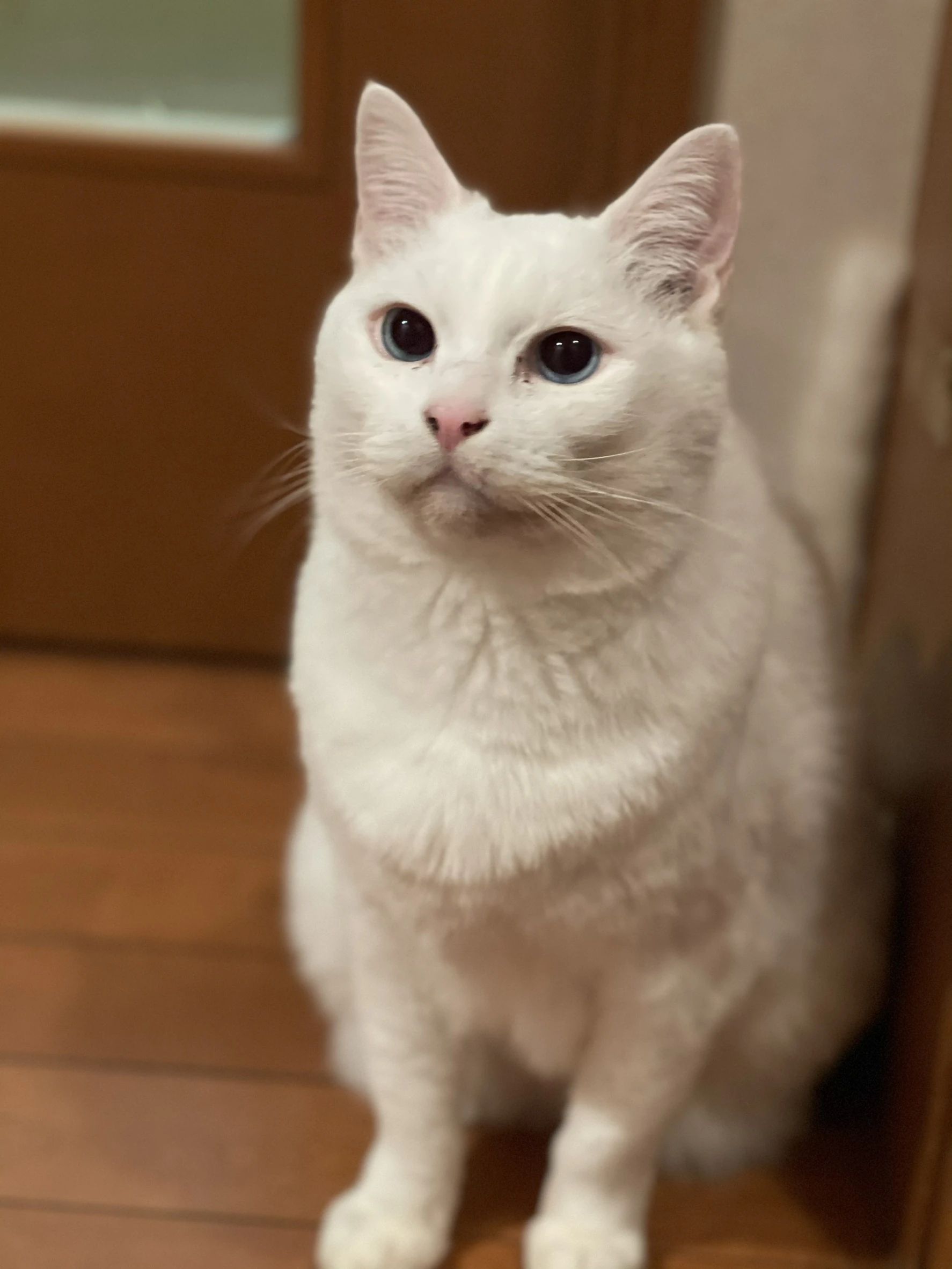 小礒音楽教室 ピアノ 守谷教室のサムネイル画像 5