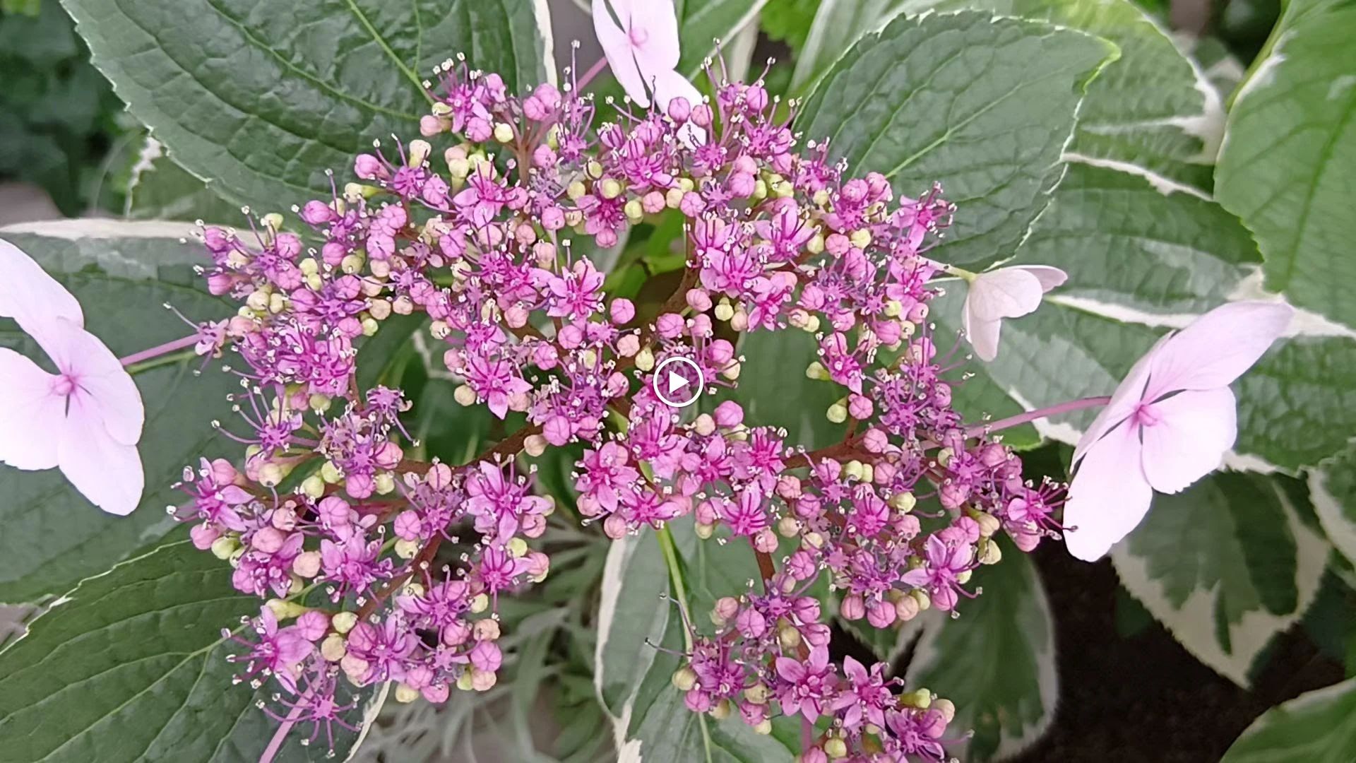 ハセガワ楽器 ピアノ 午新田のサムネイル画像 4