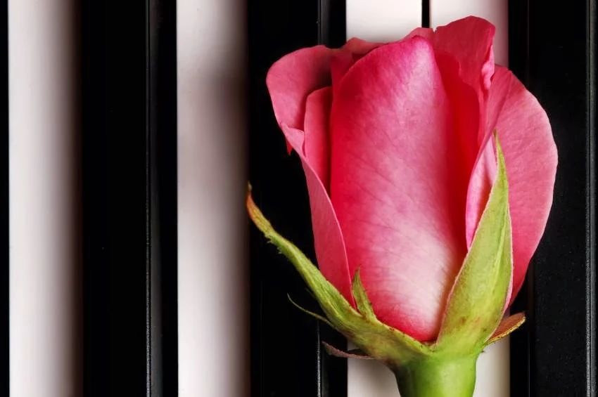 関根希美子音楽研究会 音楽教室 ピアノ 月美町教室のメイン画像