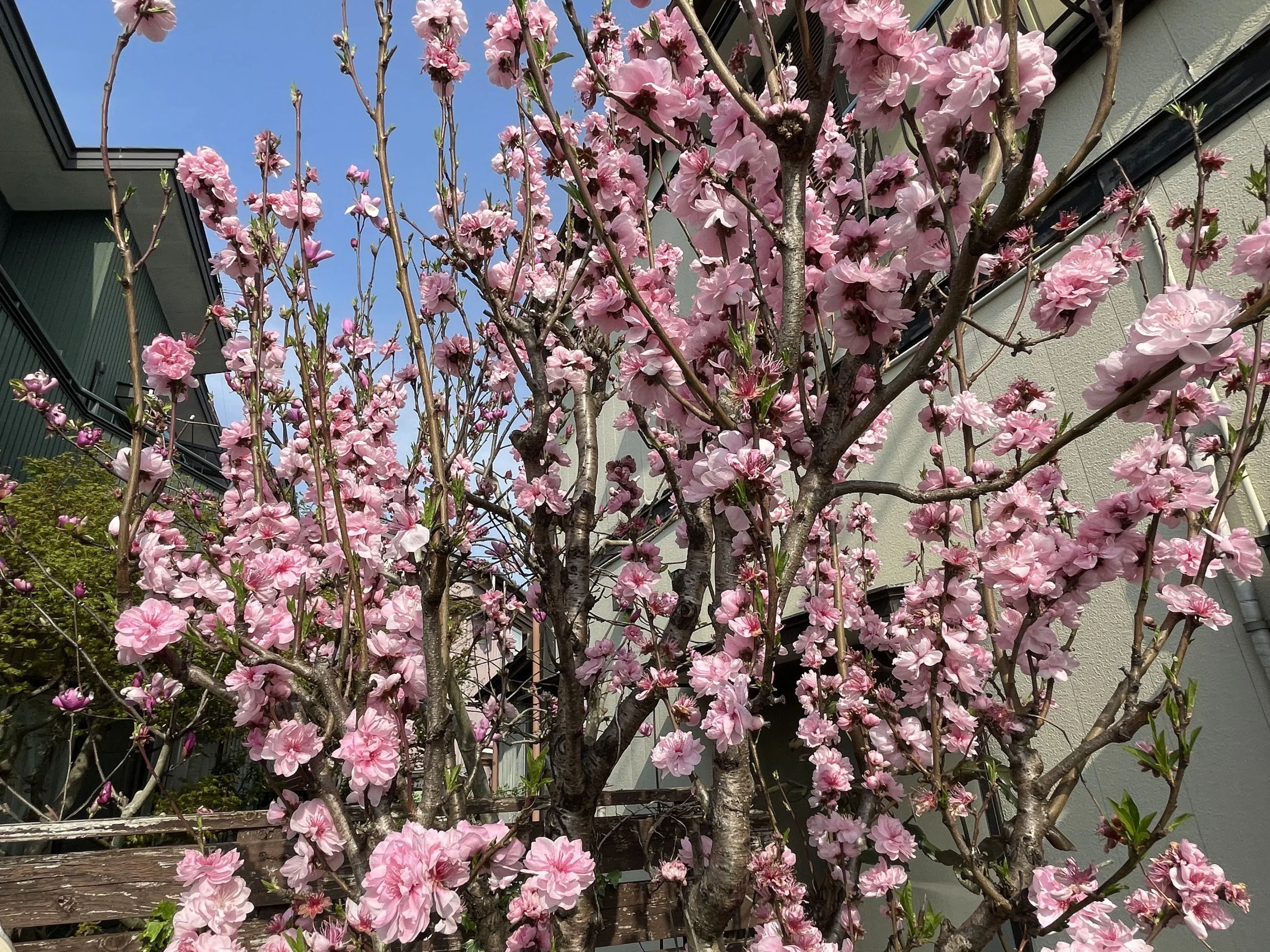 小川ピアノ教室 田沼教室のサムネイル画像 4