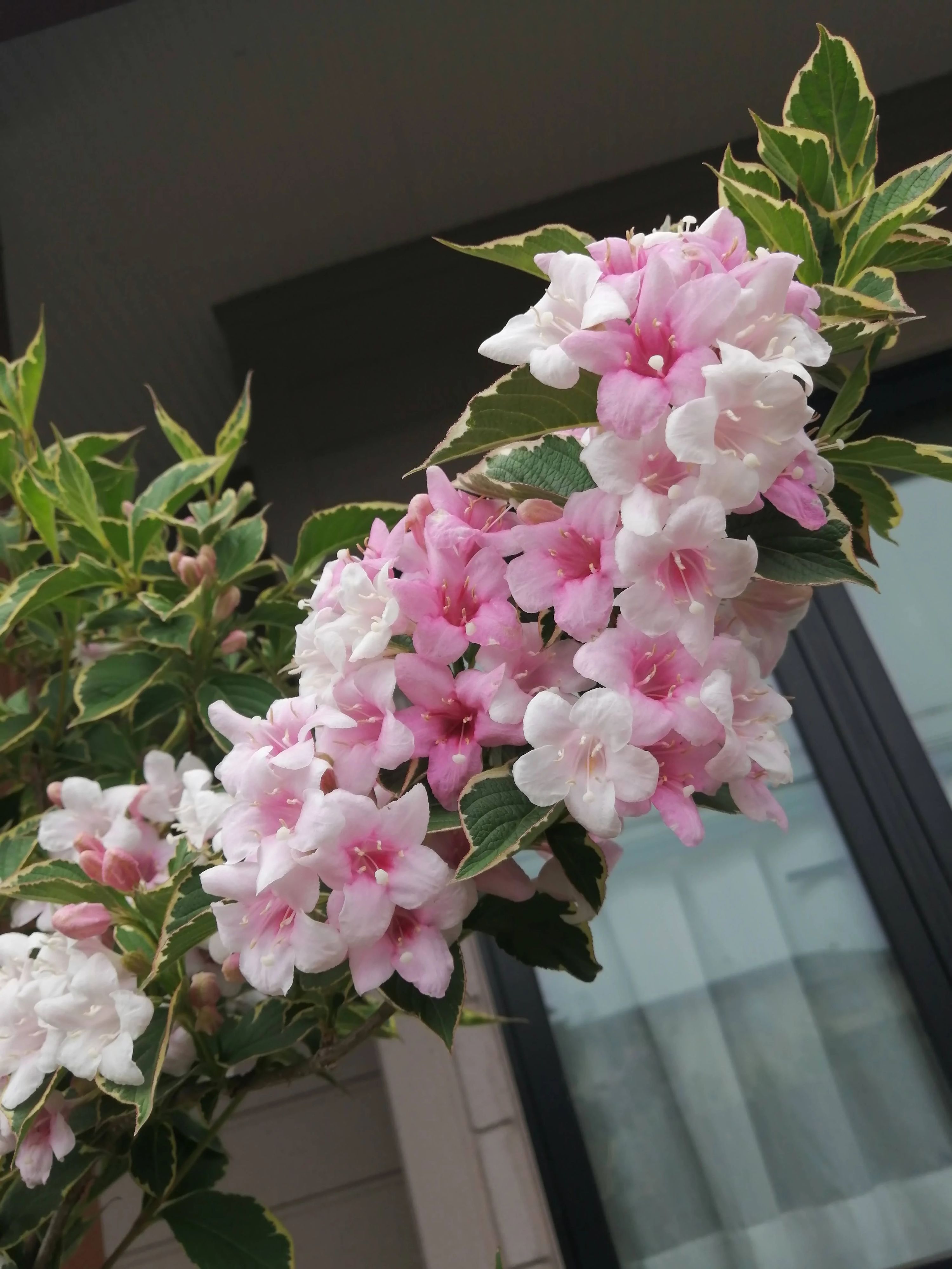 ピアノ教室 Harmonia 千代田教室のサムネイル画像 5