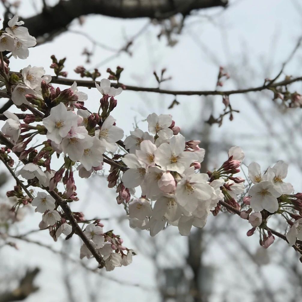 ぴゅあメロディ ピアノ 高松東教室のサムネイル画像 5
