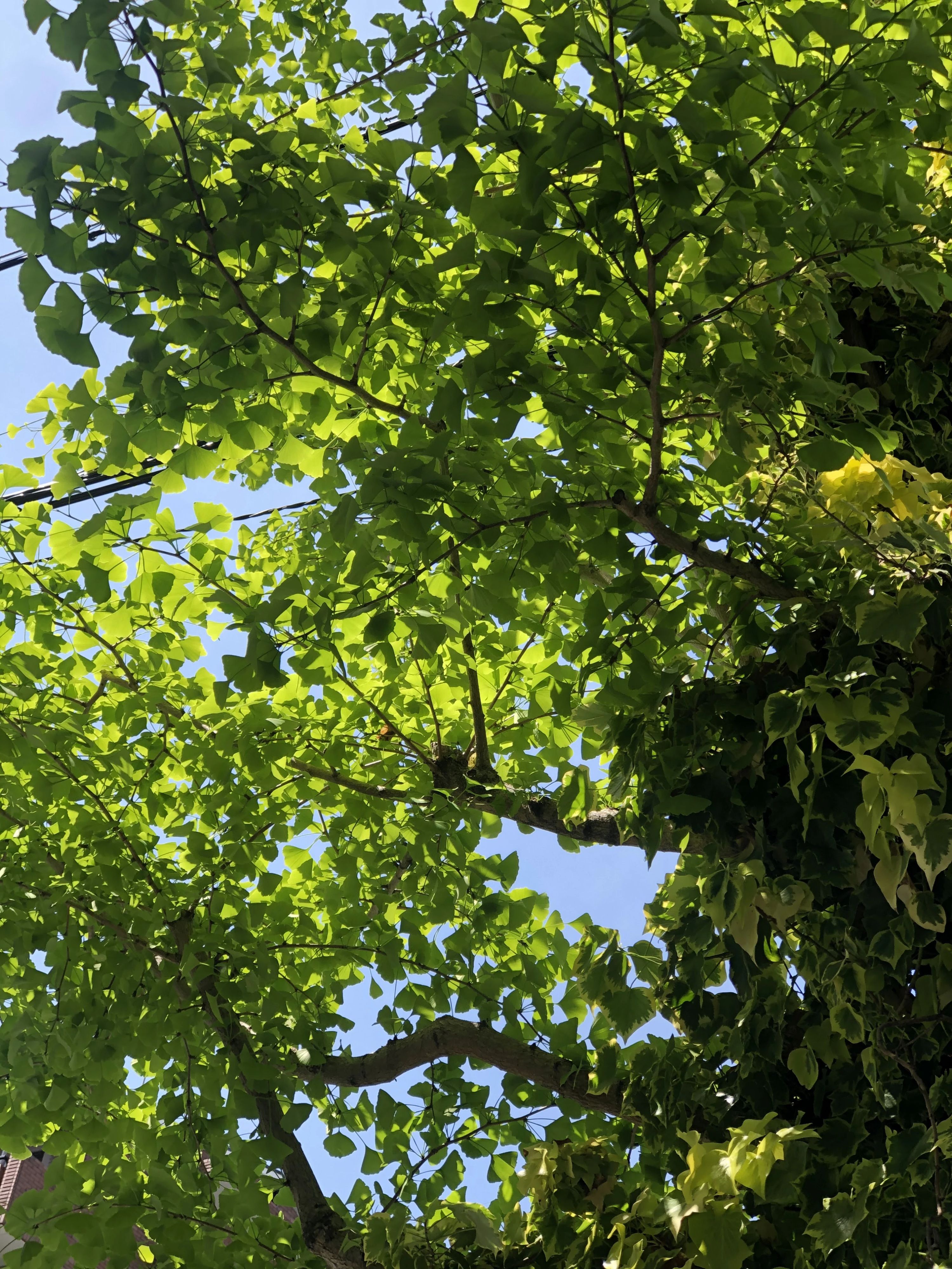 ココカラ館 ピアノ 佐井寺教室のサムネイル画像 4