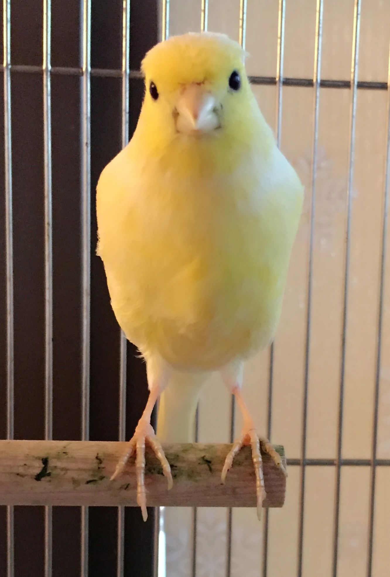 森音楽教室 ピアノ 都島教室のサムネイル画像 4