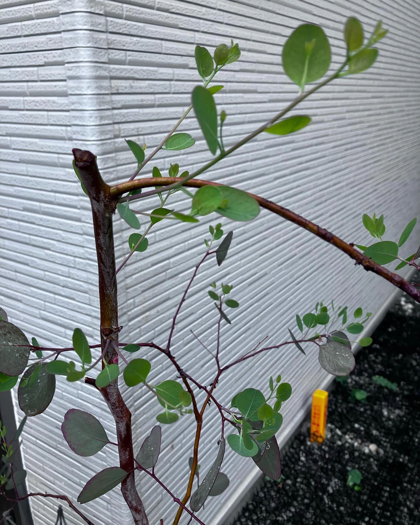 かおり音の教室 ピアノ 桃谷教室のサムネイル画像 3