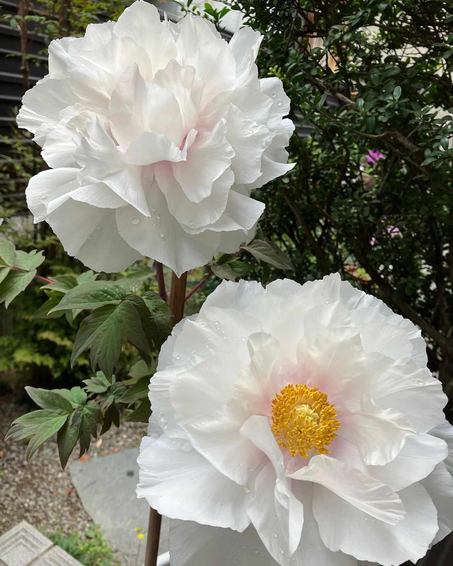 かおり音の教室 ピアノ 桃谷教室のサムネイル画像 4