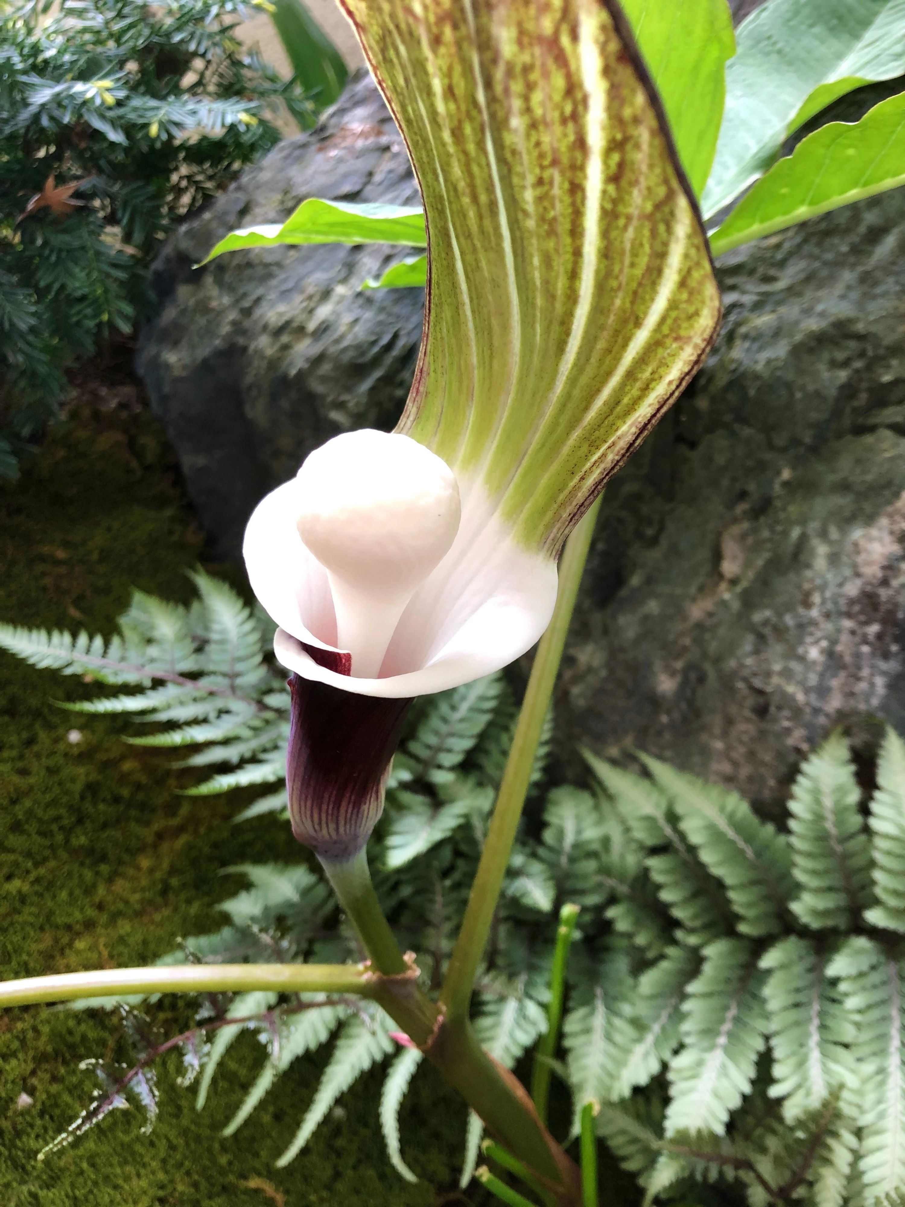 豊岡教育音楽学院 ピアノ 若松町教室のサムネイル画像 3