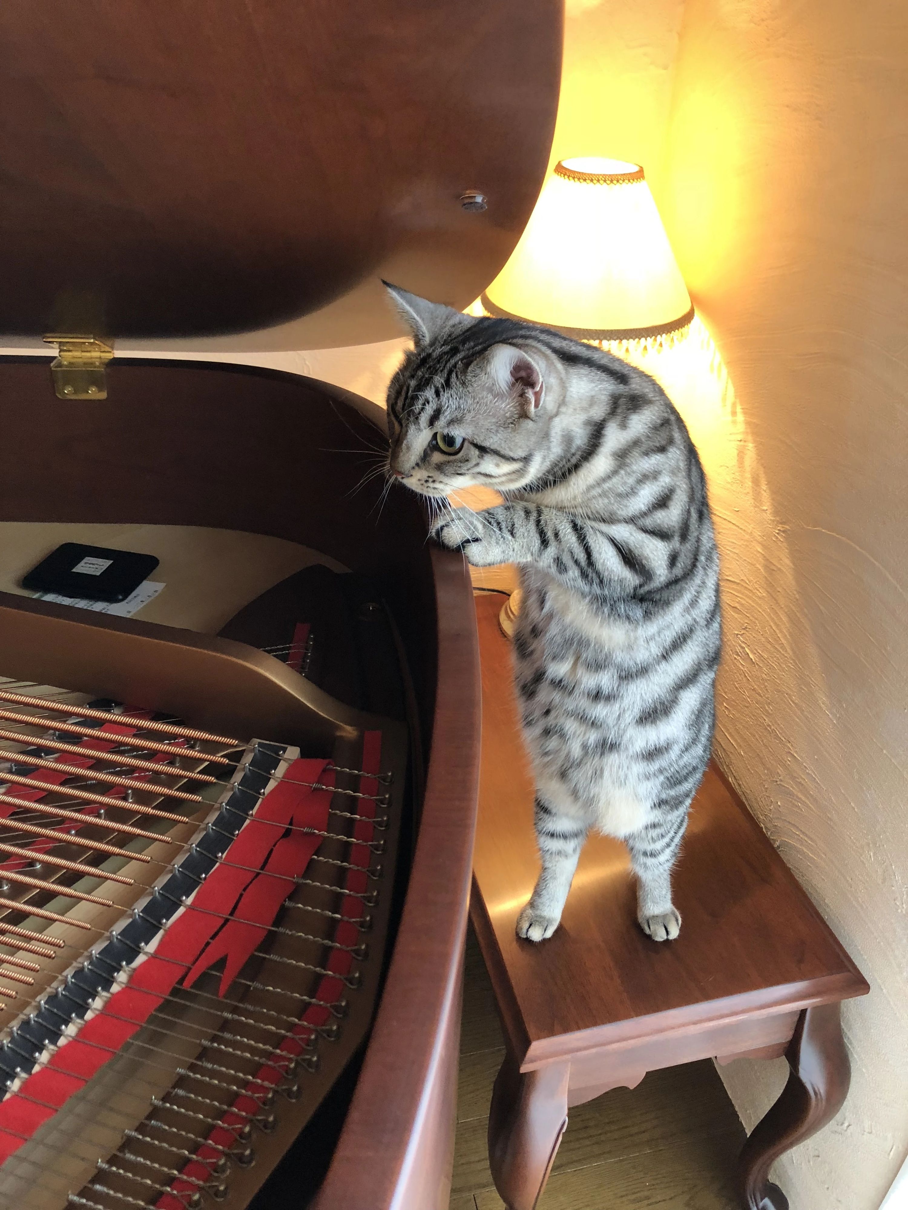 大和郡山市エリーゼ音楽教室 ピアノ 九条町教室のサムネイル画像 4