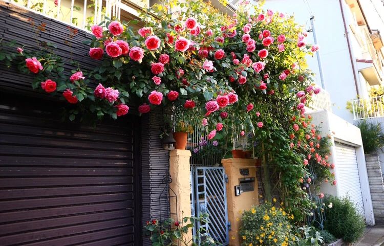 大和郡山市エリーゼ音楽教室 ピアノ 九条町教室のサムネイル画像 5
