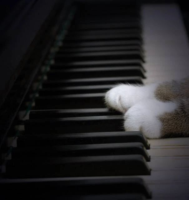 ラ・ポルテ音楽教室 ピアノ 大内中央教室のサムネイル画像 3