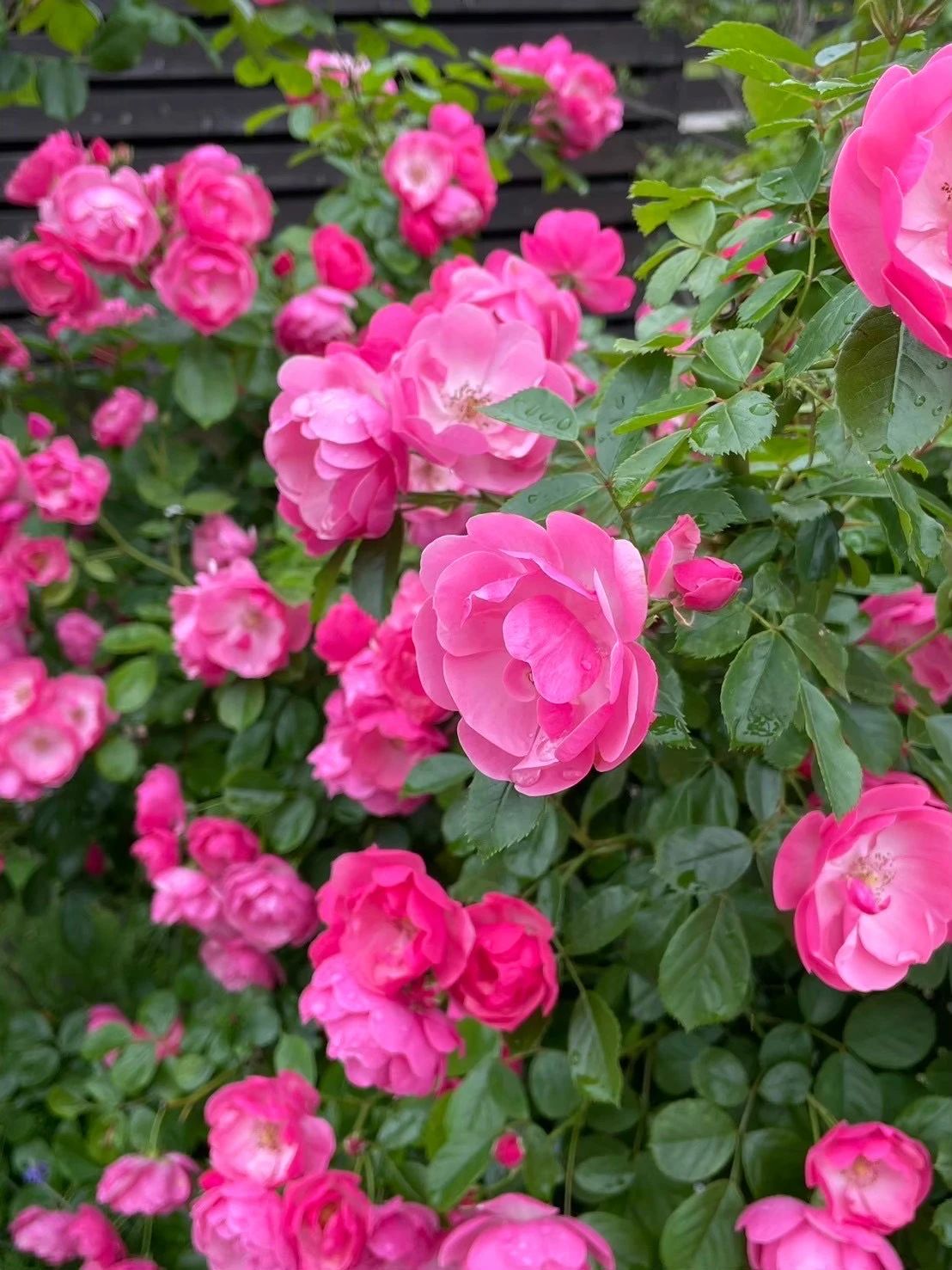 田村ピアノ学校 丸亀教室のサムネイル画像 4