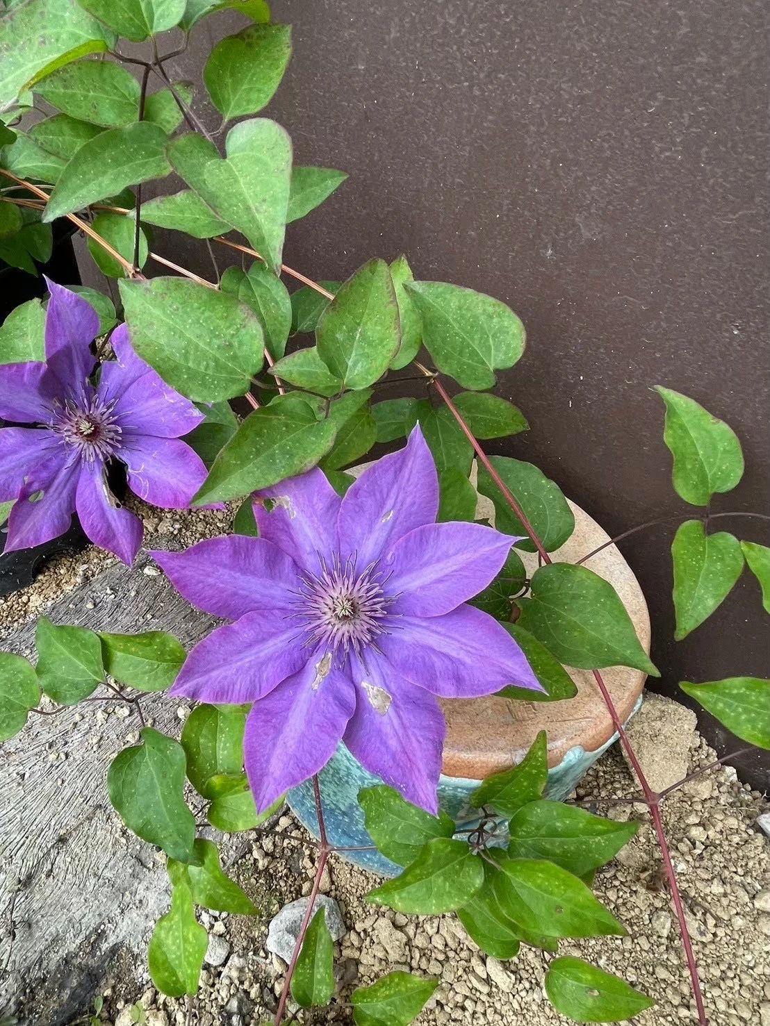 田村ピアノ学校 丸亀教室のサムネイル画像 2