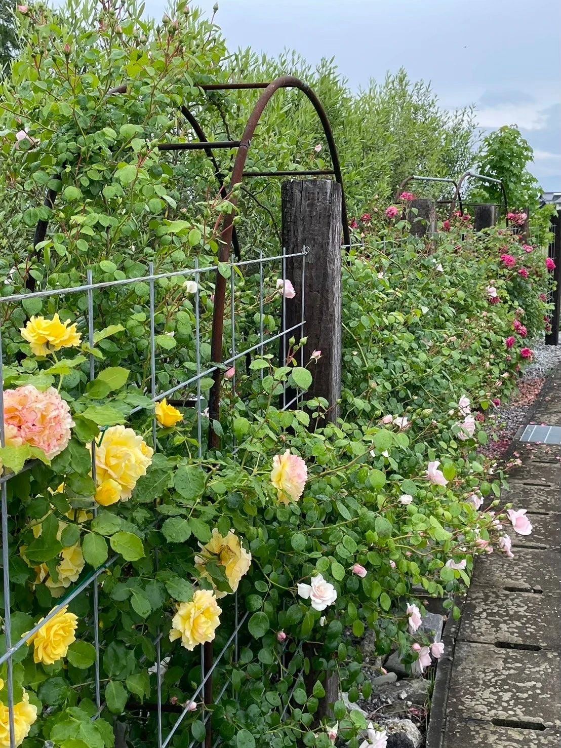 田村ピアノ学校 丸亀教室のサムネイル画像 5